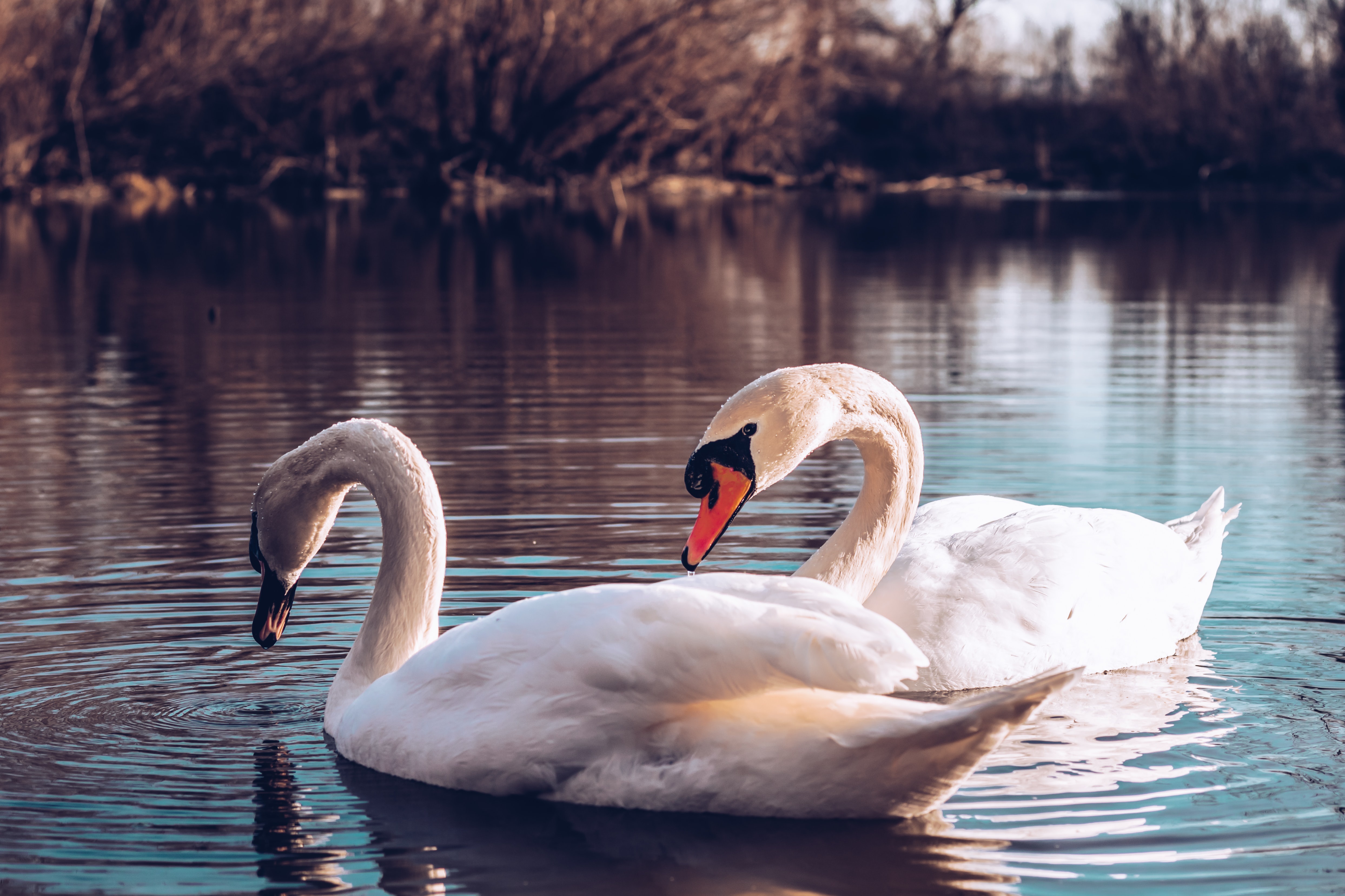 Обои водоем, птицы, пара, лебеди, pond, birds, pair, swans разрешение 4974x3316 Загрузить