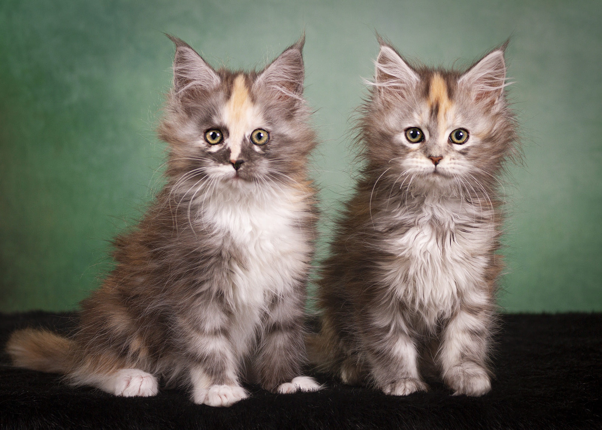 Обои взгляд, котенок, кошки, котята, мейн-кун, look, kitty, cats, kittens, maine coon разрешение 2000x1429 Загрузить