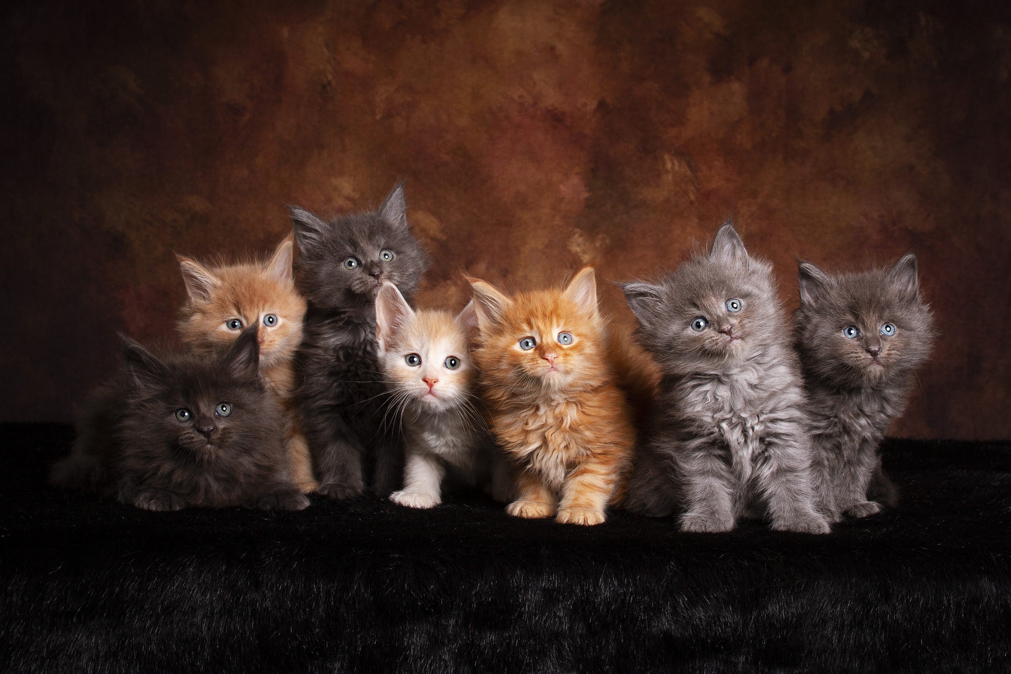 Обои взгляд, рыжие, котенок, мейн-кун, серые, темный фон, кошки, малыши, котята, друзья, look, red, kitty, maine coon, grey, the dark background, cats, kids, kittens, friends разрешение 2000x1334 Загрузить