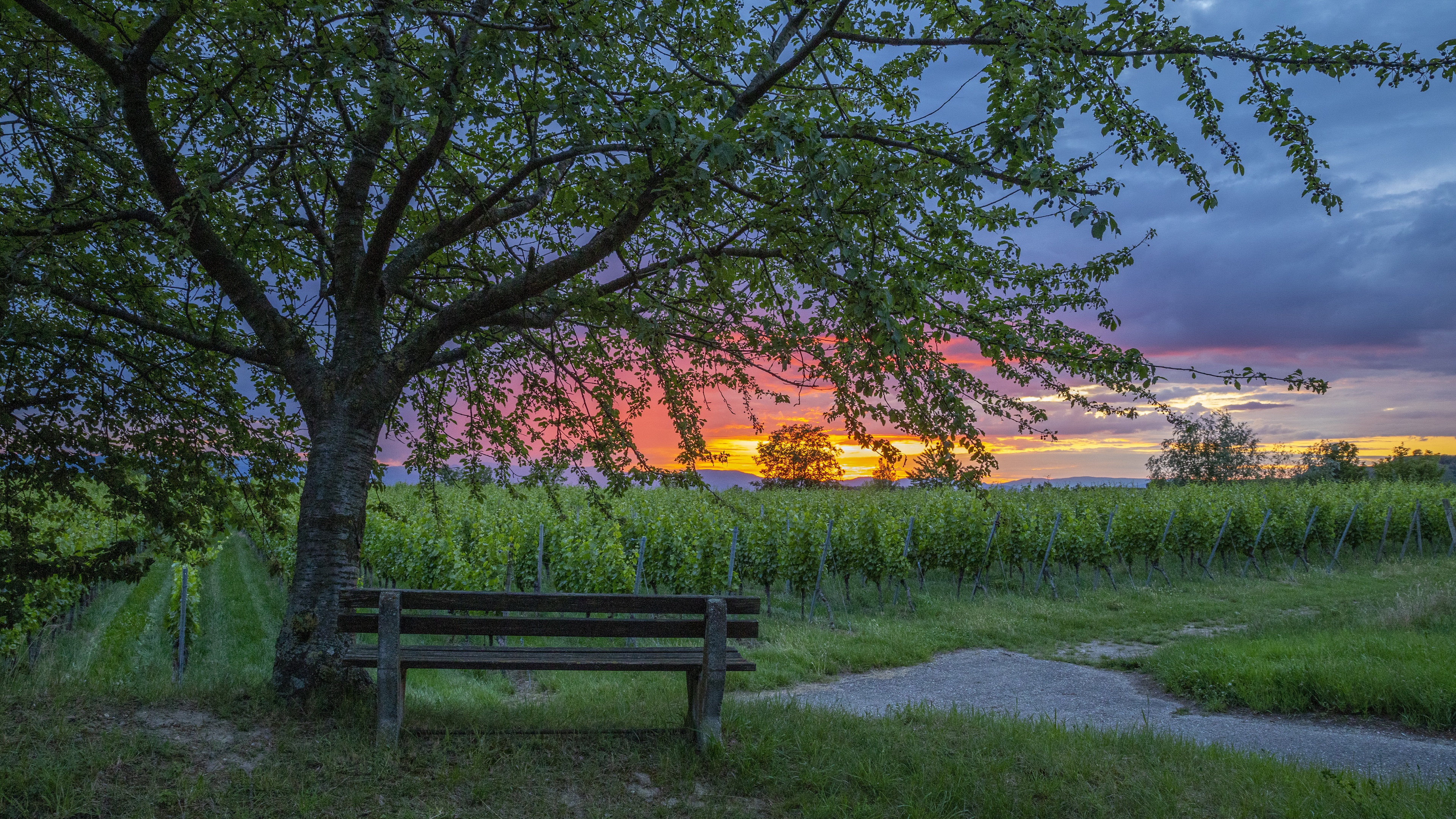 Обои закат, скамья, виноградник, sunset, bench, vineyard разрешение 3840x2160 Загрузить