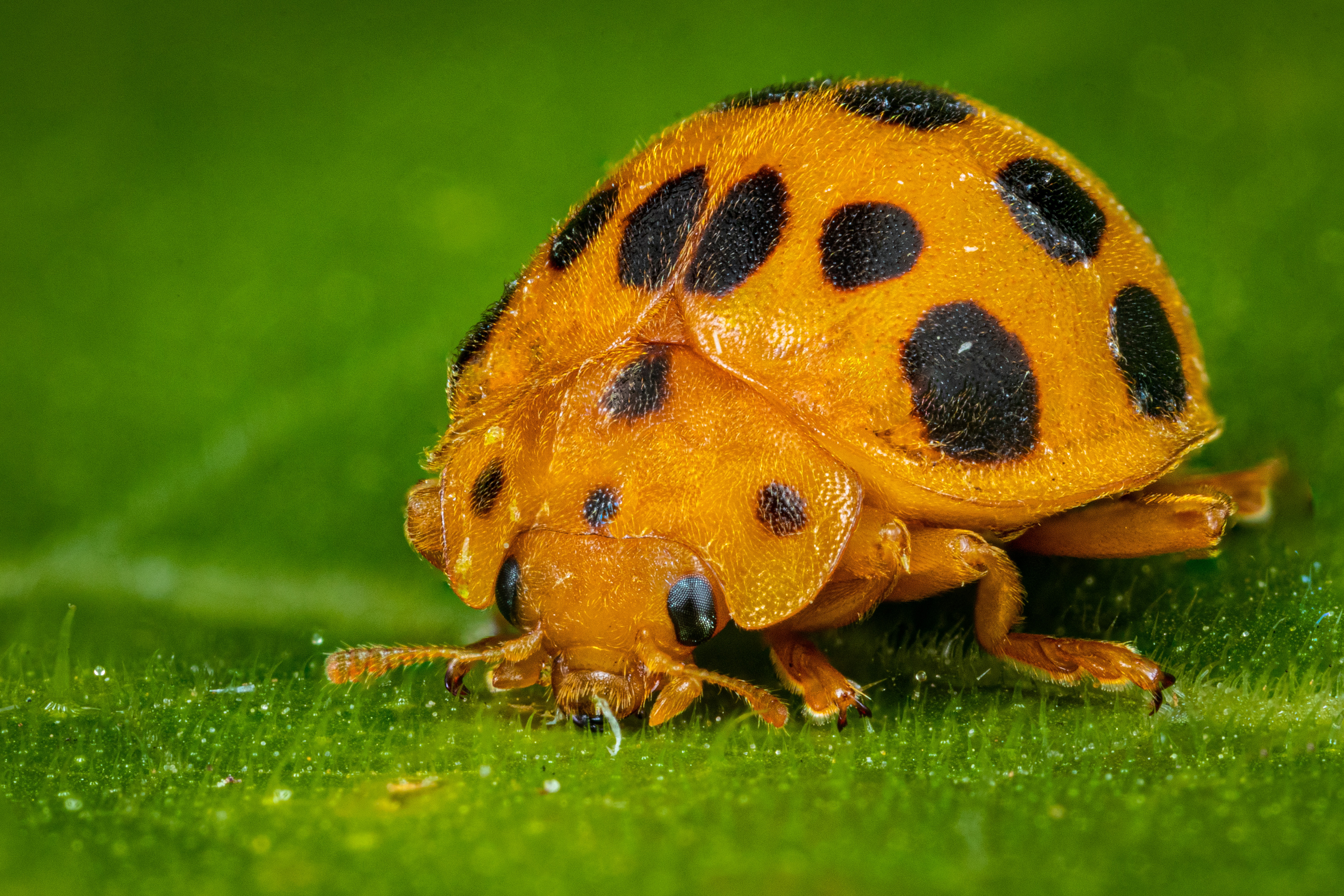 Обои жук, макро, листок, божья коровка, жёлтая, зеленый фон, beetle, macro, leaf, ladybug, yellow, green background разрешение 5042x3361 Загрузить