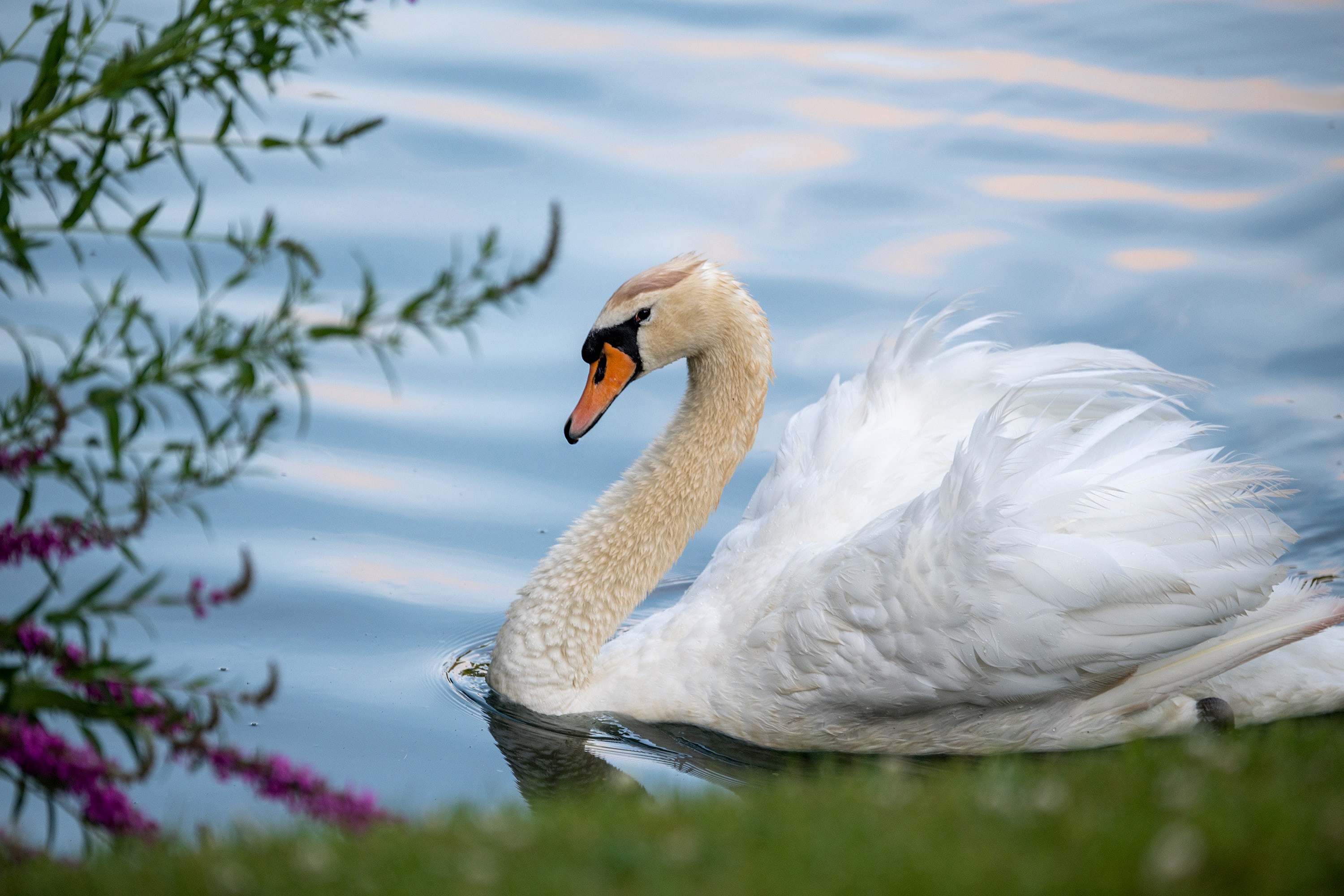 Обои берег, ветки, белый, водоем, птица, клюв, перья, лебедь, shore, branches, white, pond, bird, beak, feathers, swan разрешение 3000x2000 Загрузить