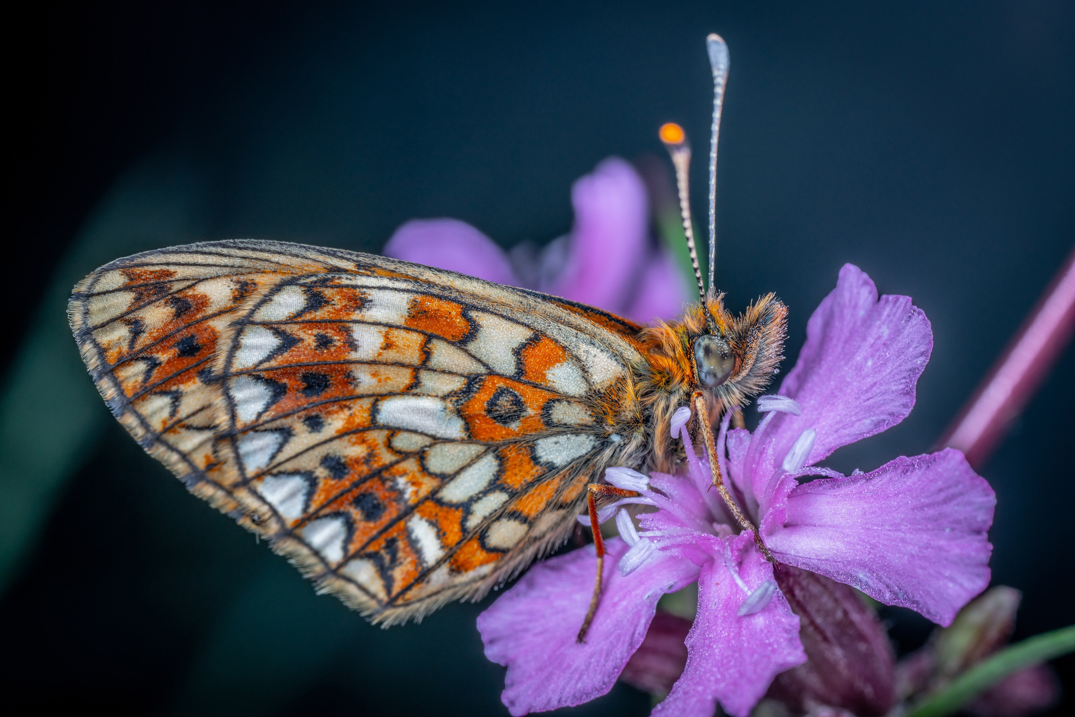 Обои цветок, бабочка, flower, butterfly разрешение 3500x2335 Загрузить