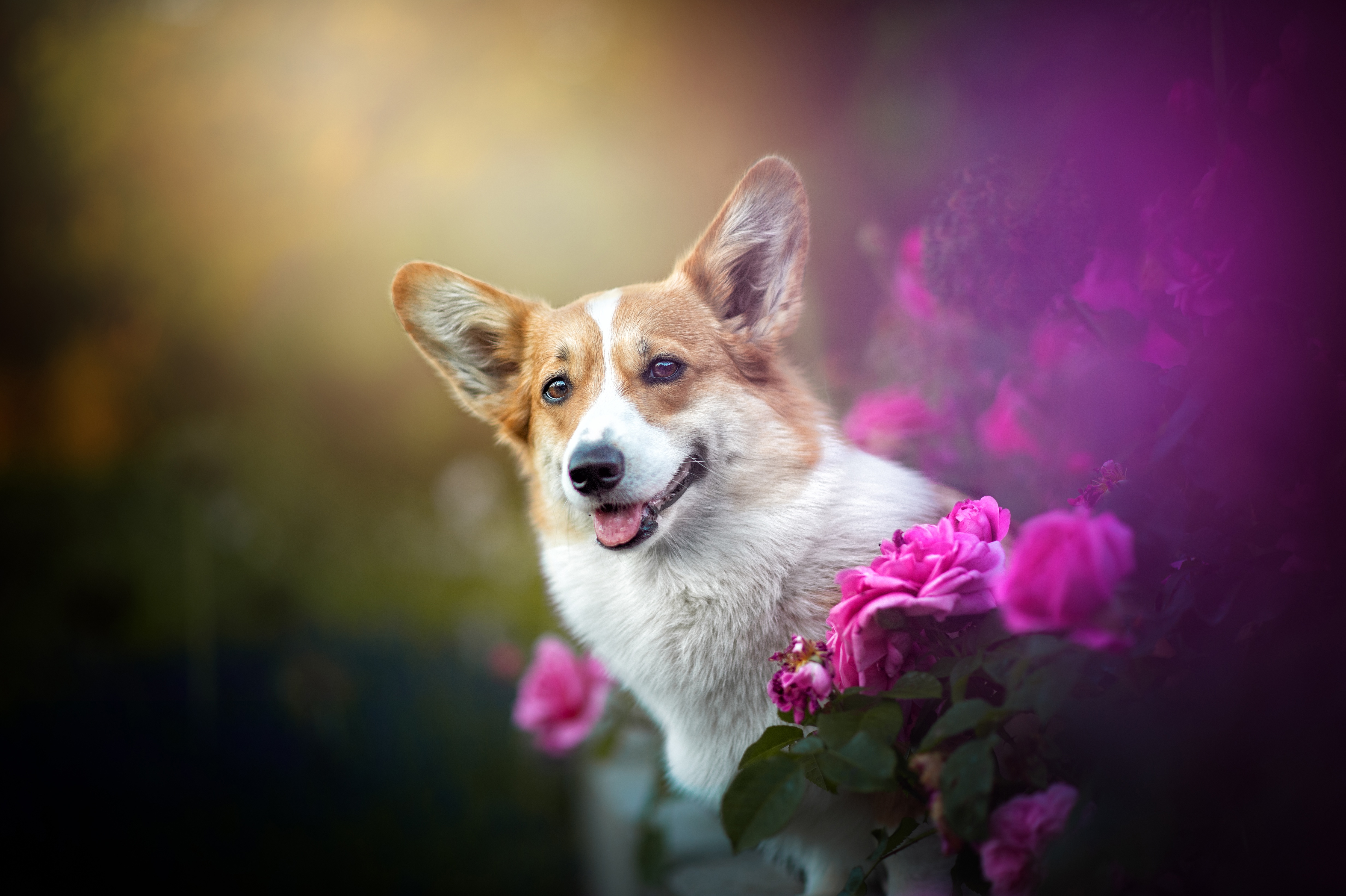 Обои цветы, розы, собака, мордашка, боке, вельш-корги, flowers, roses, dog, face, bokeh, welsh corgi разрешение 4928x3280 Загрузить