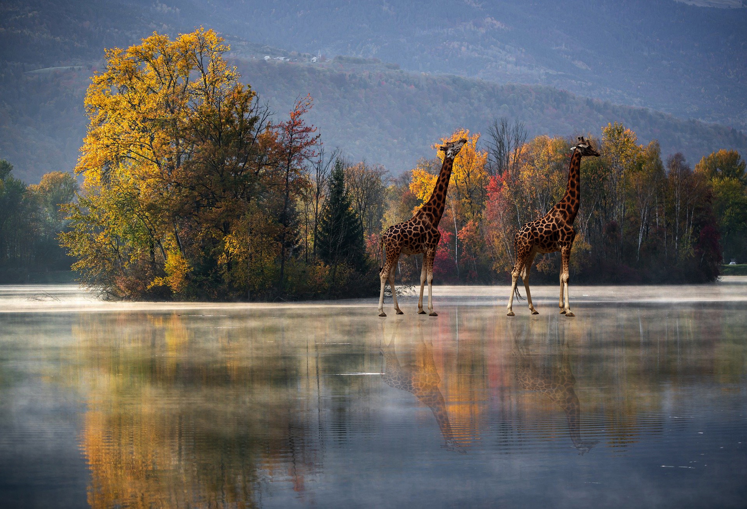Обои деревья, отражение, осень, водоем, рендеринг, жирафы, trees, reflection, autumn, pond, rendering, giraffes разрешение 2880x1964 Загрузить
