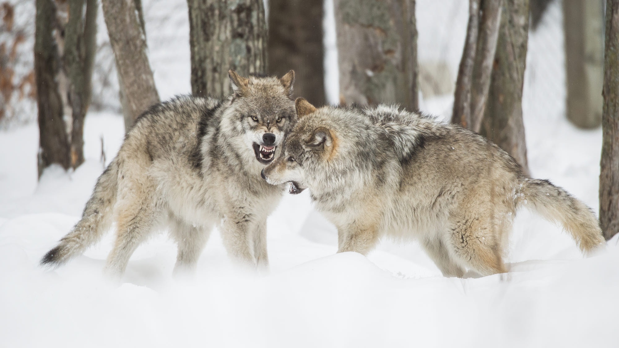 Обои деревья, снег, природа, зима, борьба, волки, пасть, волк, trees, snow, nature, winter, fight, wolves, mouth, wolf разрешение 2000x1125 Загрузить