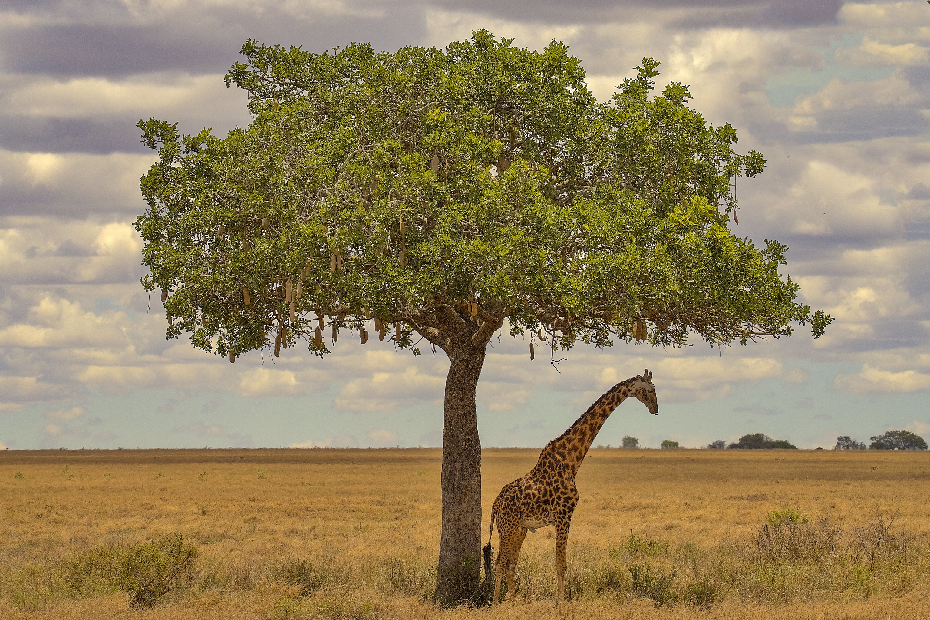 Обои дерево, африка, жираф, tree, africa, giraffe разрешение 3072x2048 Загрузить