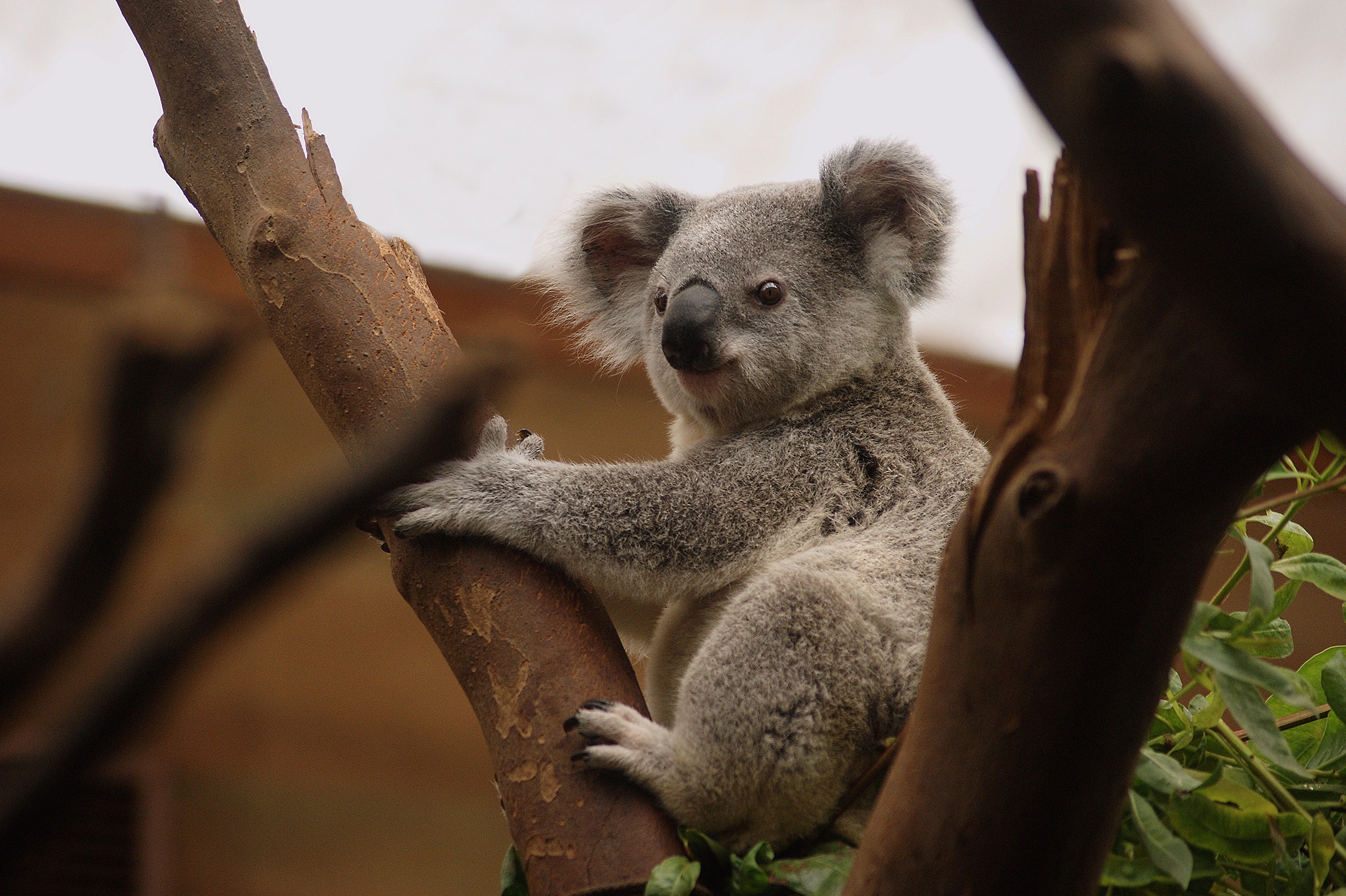 Коала дома. Коала в Австралии. Коала в Московском зоопарке. Коала на бамбуке. Мишка коала.