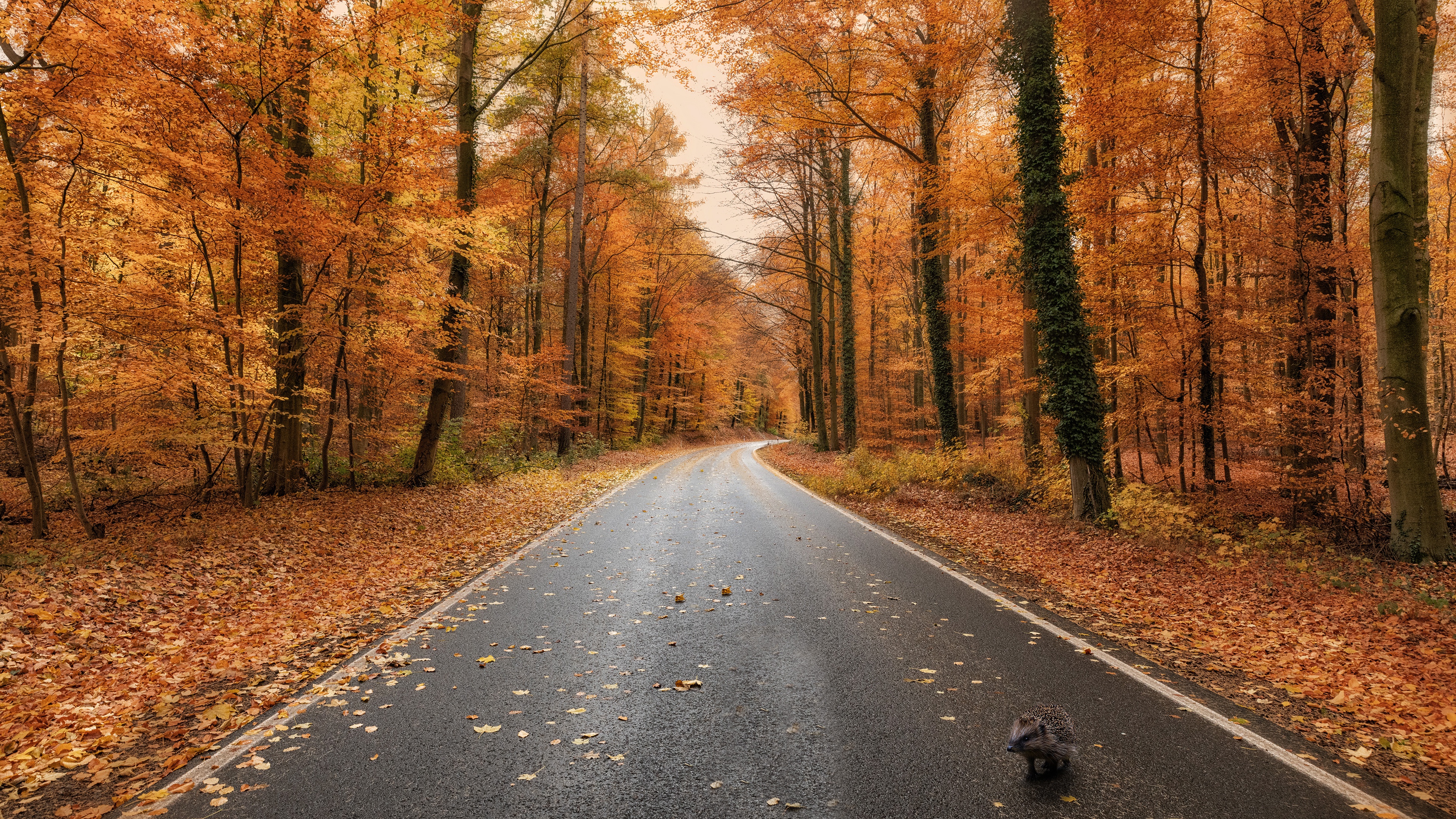 Обои дорога, лес, осень, ежик, шоссе, road, forest, autumn, hedgehog, highway разрешение 3840x2160 Загрузить