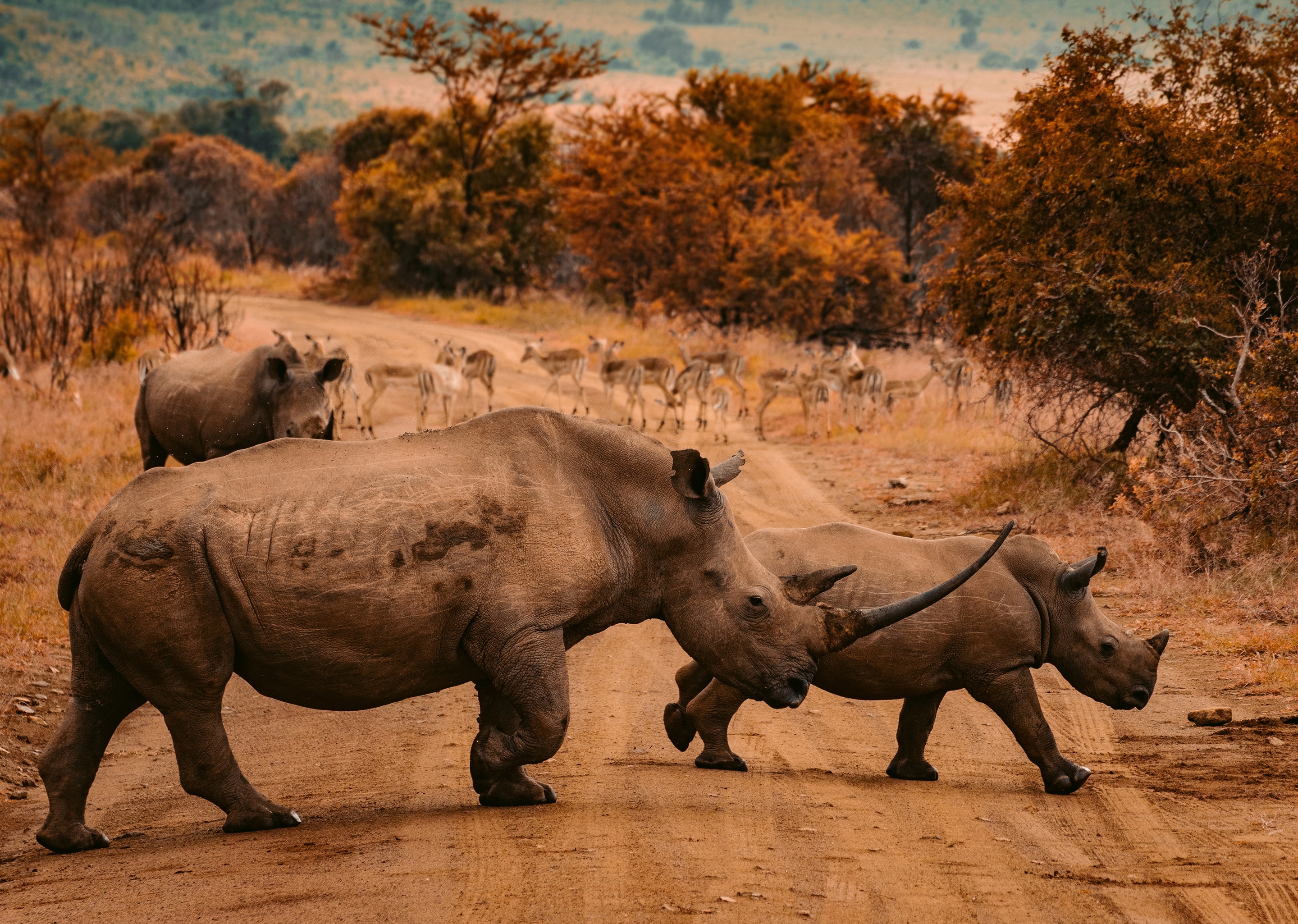 Обои дорога, природа, осень, африка, прогулка, носороги, road, nature, autumn, africa, walk, rhinos разрешение 2880x2050 Загрузить