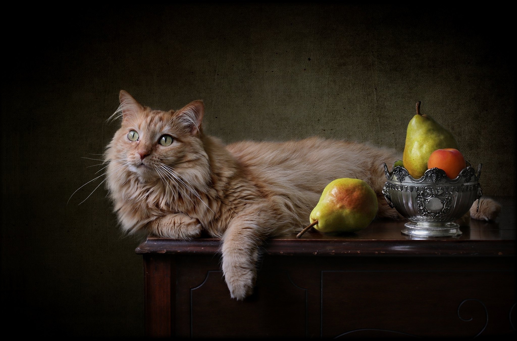 Обои фон, кот, рыжий, груши, background, cat, red, pear разрешение 2048x1350 Загрузить