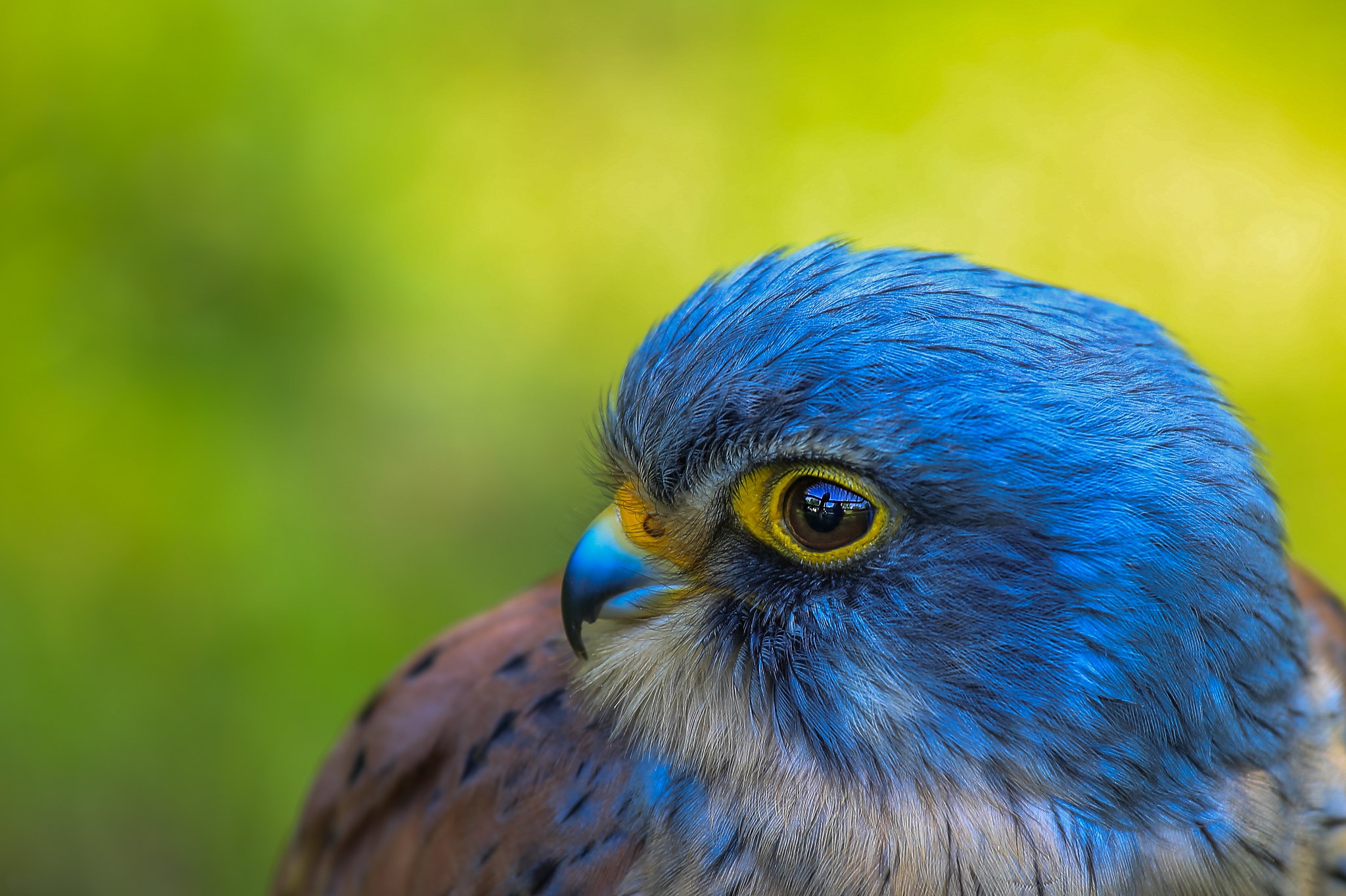 Обои фон, портрет, взгляд, птица, сокол, background, portrait, look, bird, falcon разрешение 2048x1365 Загрузить