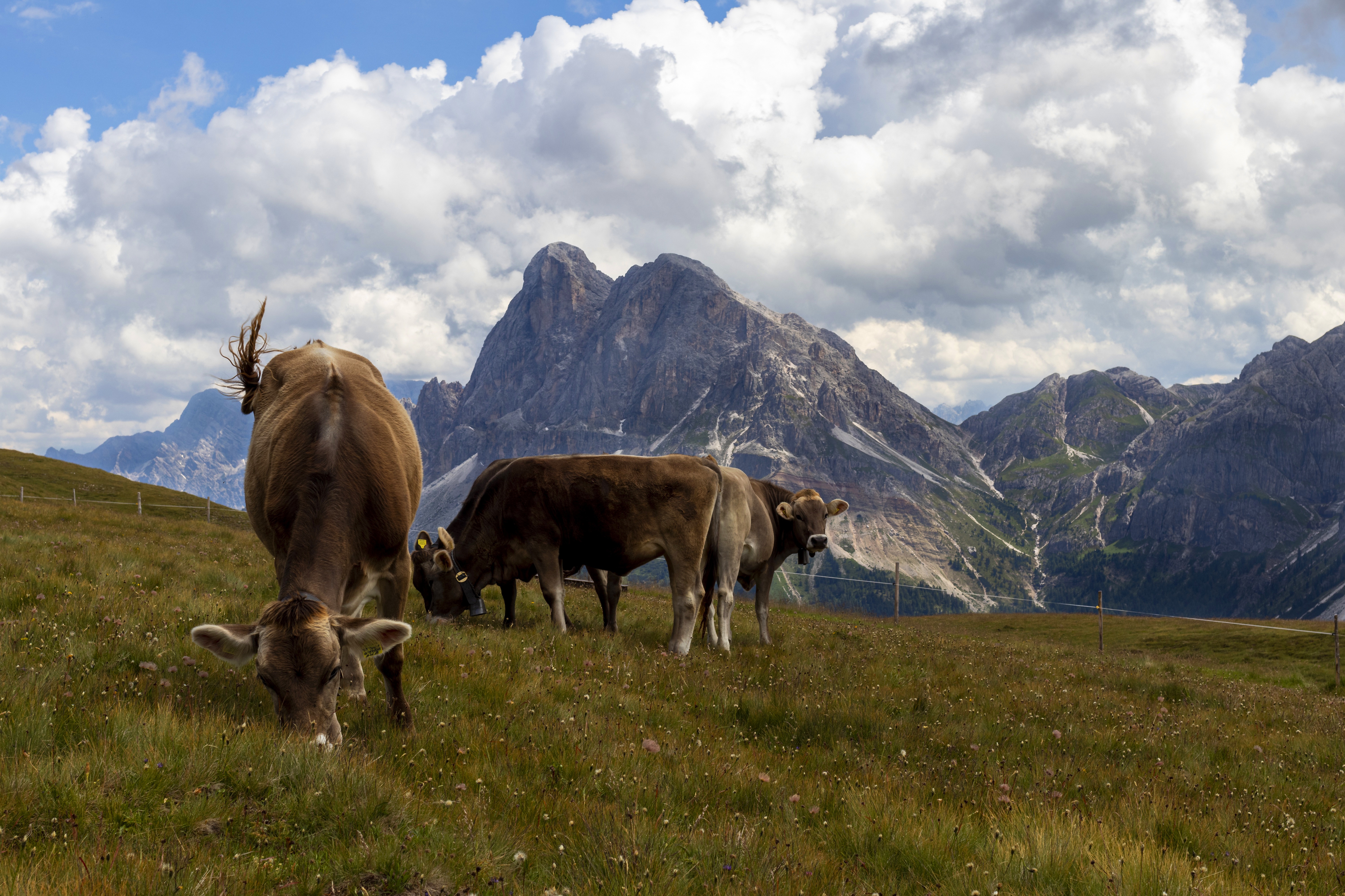 Обои горы, пастбище, коровы, mountains, pasture, cows разрешение 6000x4000 Загрузить