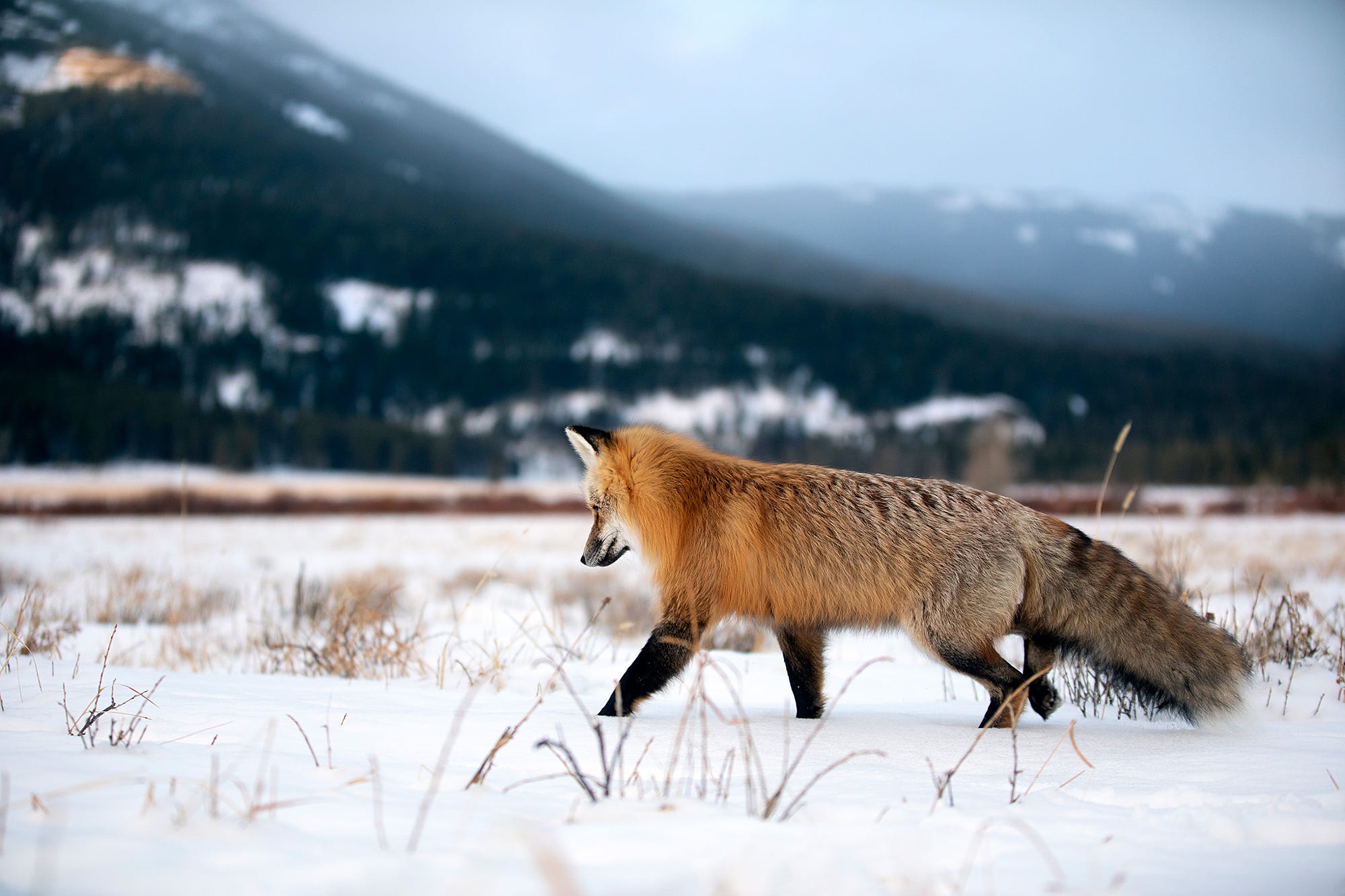 Обои горы, снег, природа, зима, поле, рыжая, лиса, прогулка, mountains, snow, nature, winter, field, red, fox, walk разрешение 2000x1333 Загрузить