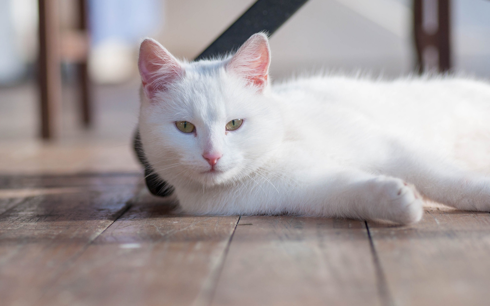 Музыка белая кошка. Европейская короткошерстная кошка белая. Анатолийская кошка белая. Анатолийская короткошерстная кошка пушистая. Белый котик.