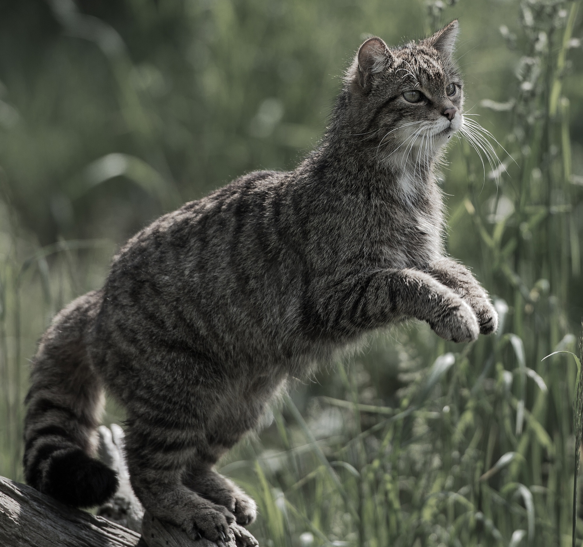 Обои кот, кошка, дикая кошка, лесная кошка, cat, wild cat, forest cat разрешение 2000x1875 Загрузить