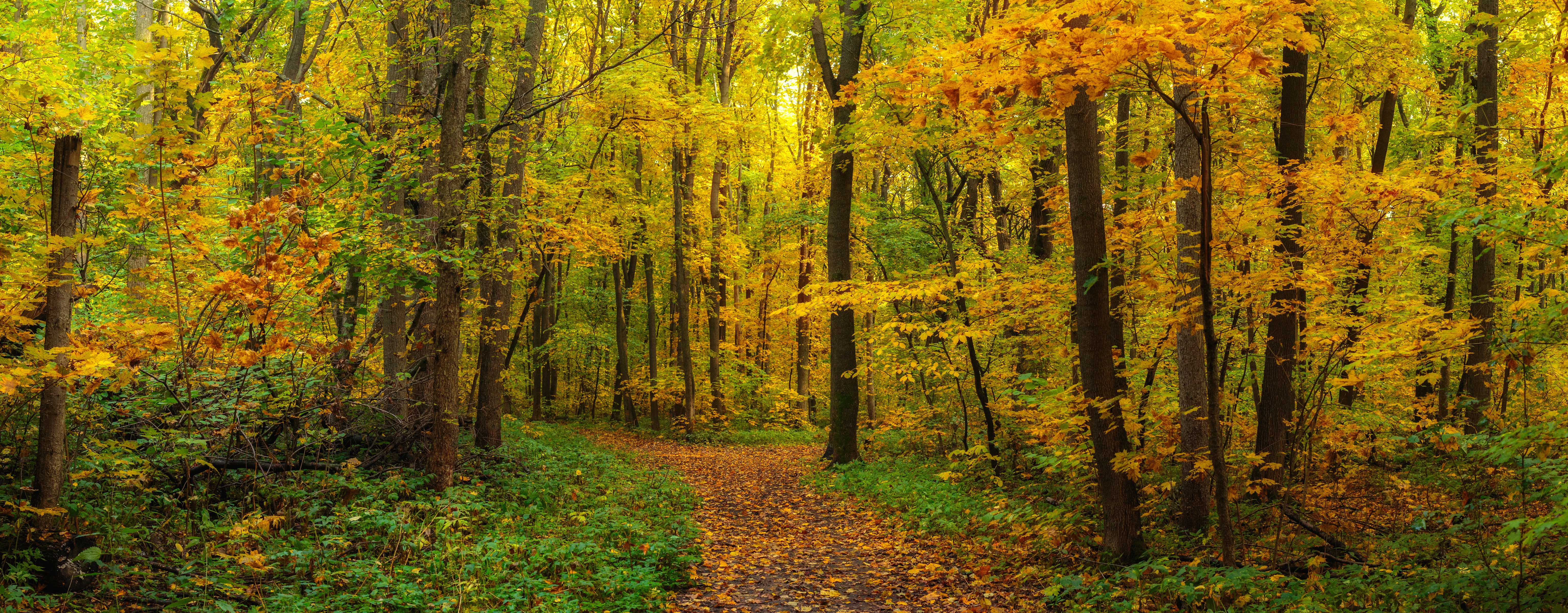 Обои лес, листва, панорама, осень, forest, foliage, panorama, autumn разрешение 6144x2403 Загрузить