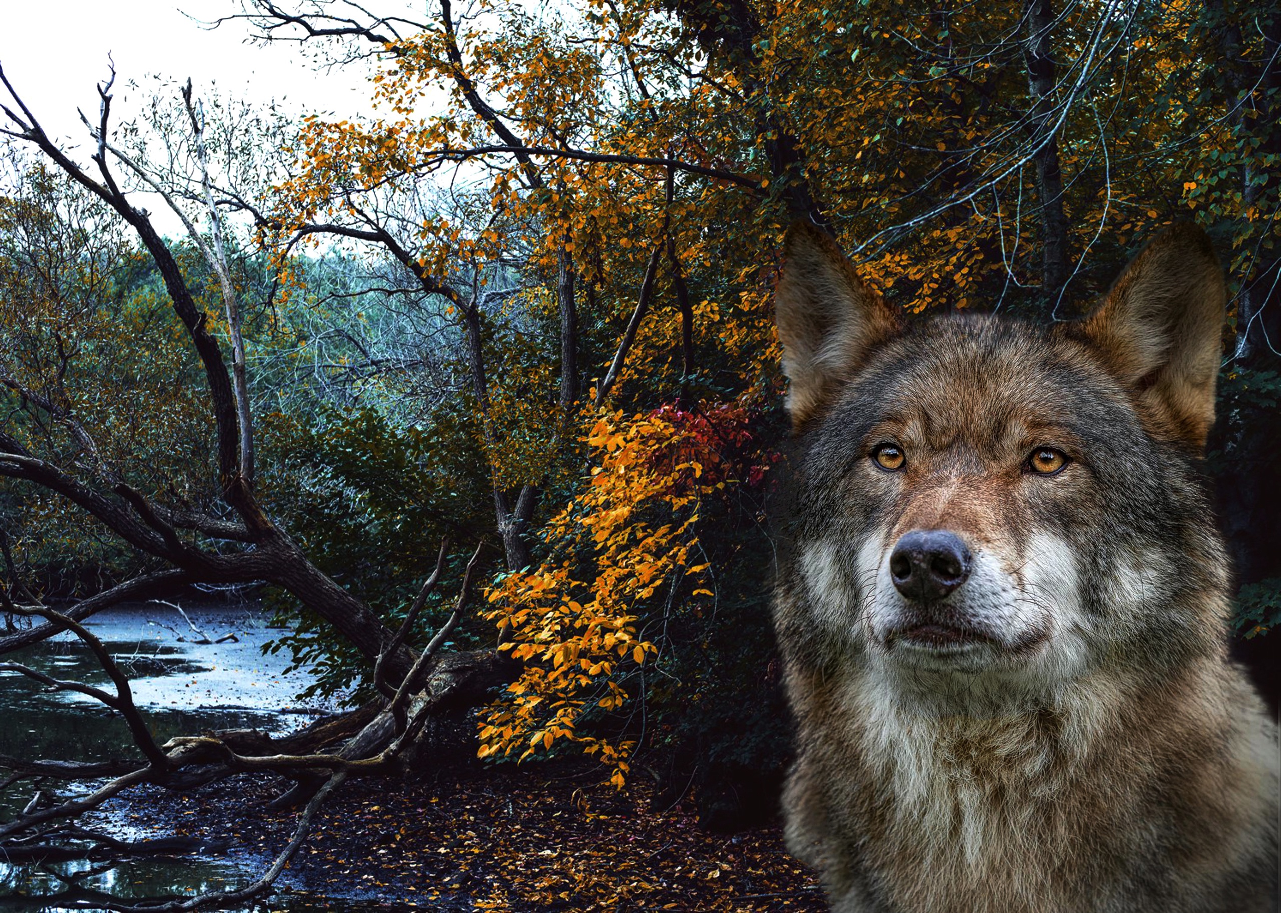 Обои морда, лес, портрет, рендеринг, волк, face, forest, portrait, rendering, wolf разрешение 2560x1825 Загрузить