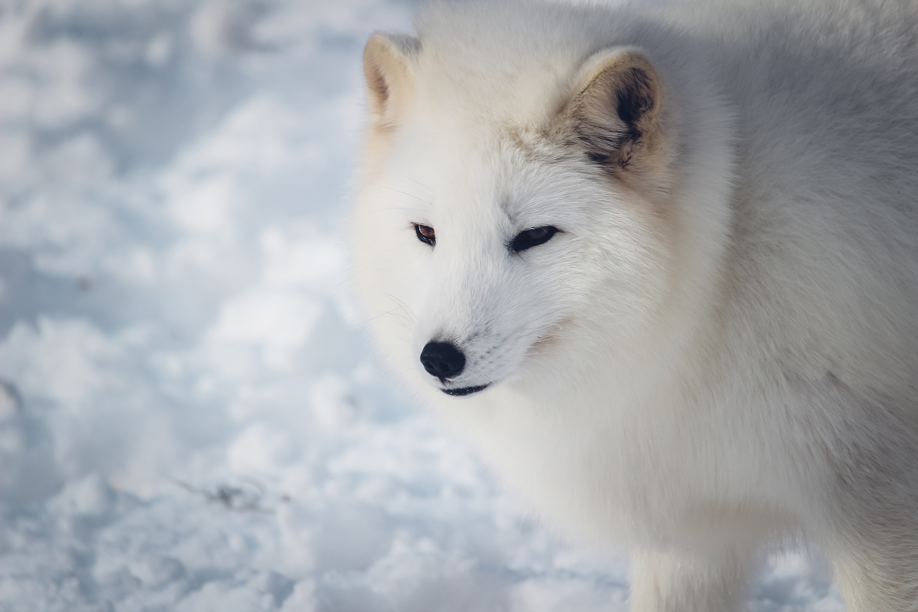 Обои морда, снег, зима, взгляд, белый, песец, face, snow, winter, look, white, fox разрешение 3840x2560 Загрузить