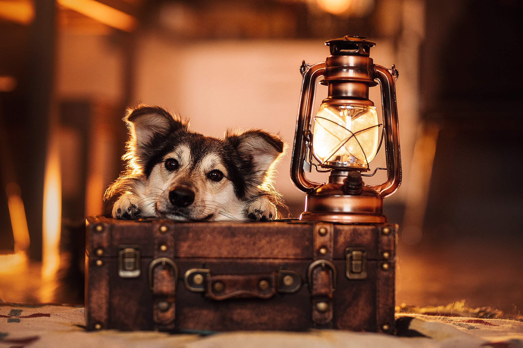 Обои морда, взгляд, лампа, собака, фонарь, чемодан, face, look, lamp, dog, lantern, suitcase разрешение 2048x1365 Загрузить