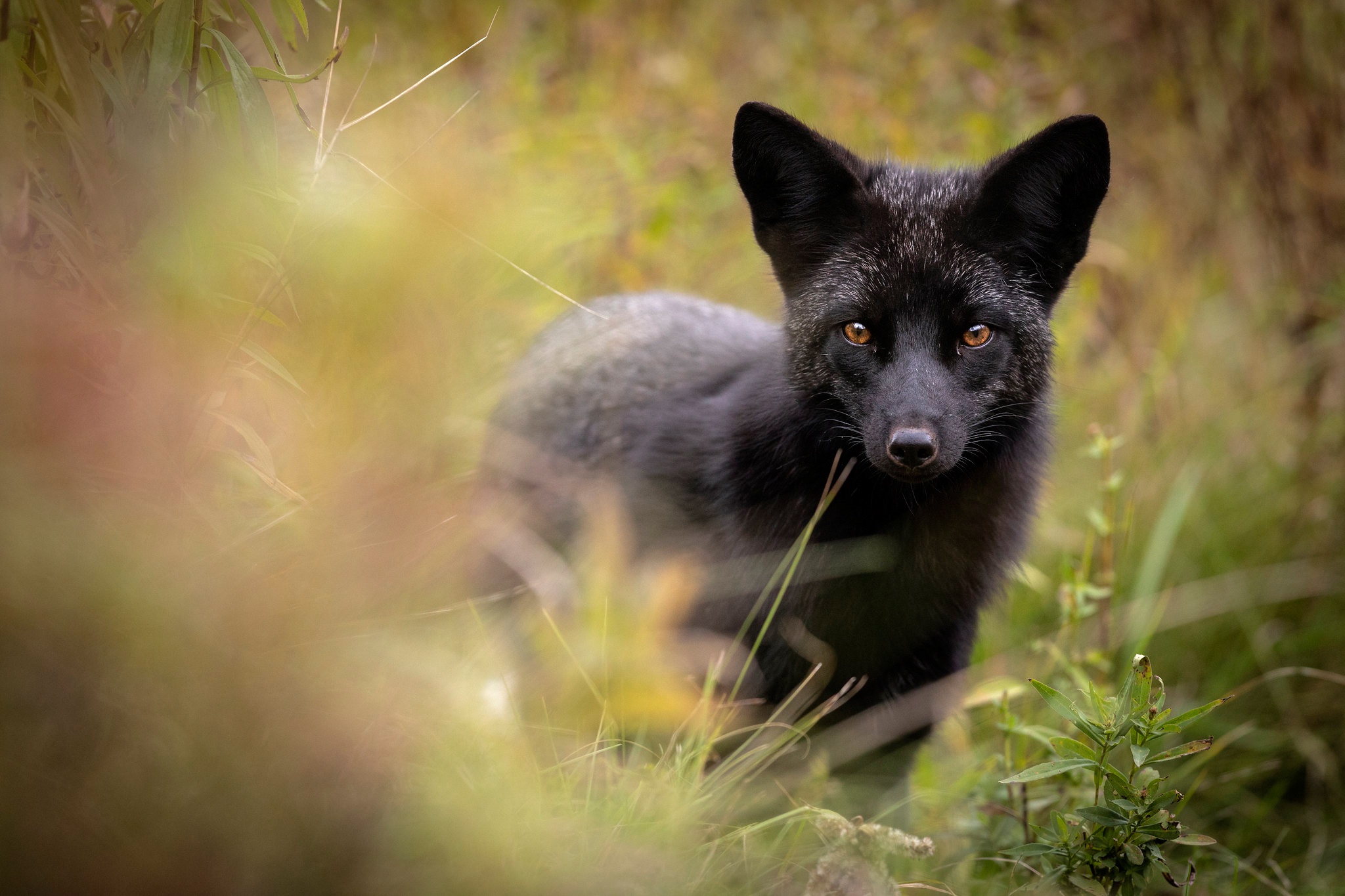 Обои морда, взгляд, лиса, чернобурая лисица, face, look, fox, silver fox разрешение 2048x1365 Загрузить