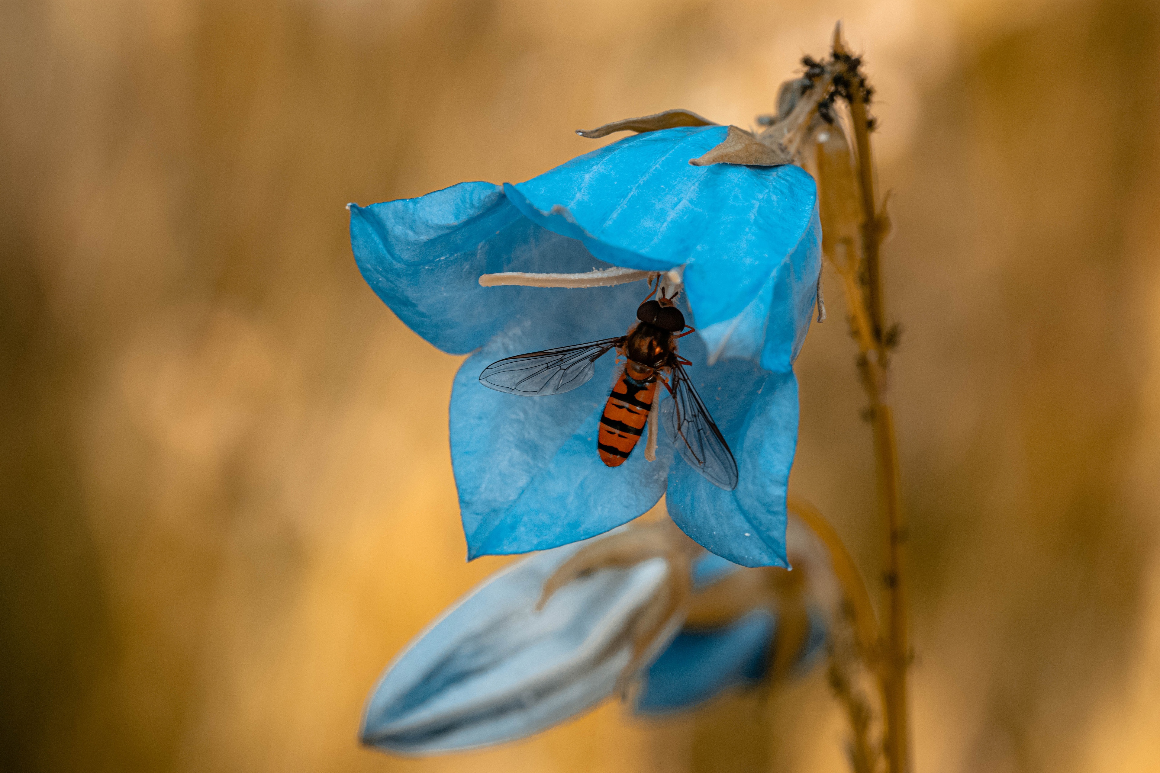 Обои насекомое, цветок, голубой, полосатая, муха, колокольчик, журчалка, мушка, insect, flower, blue, striped, fly, bell, gorzalka разрешение 3840x2560 Загрузить