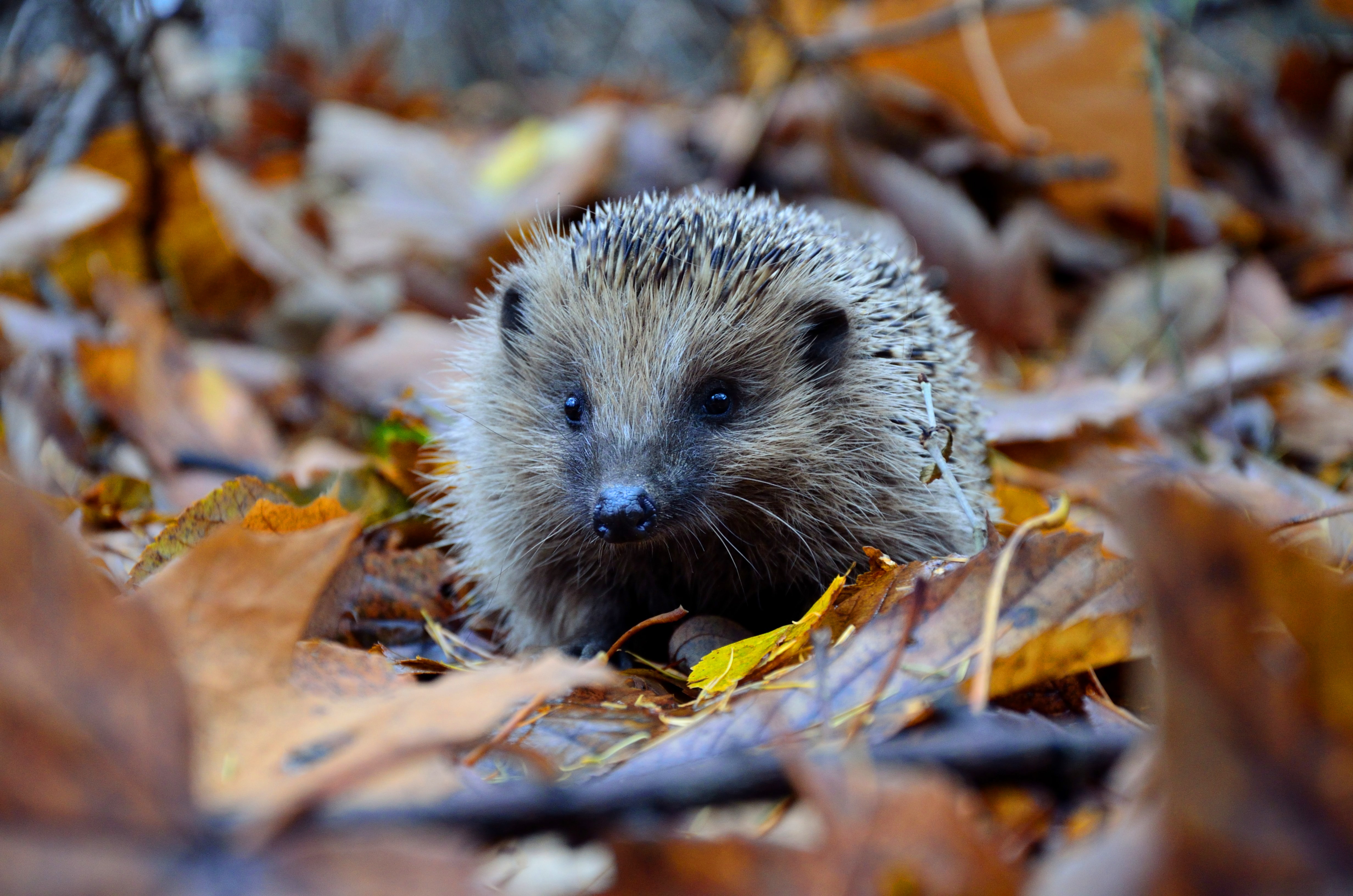 Хайнаньский еж (neohylomys hainanensis)