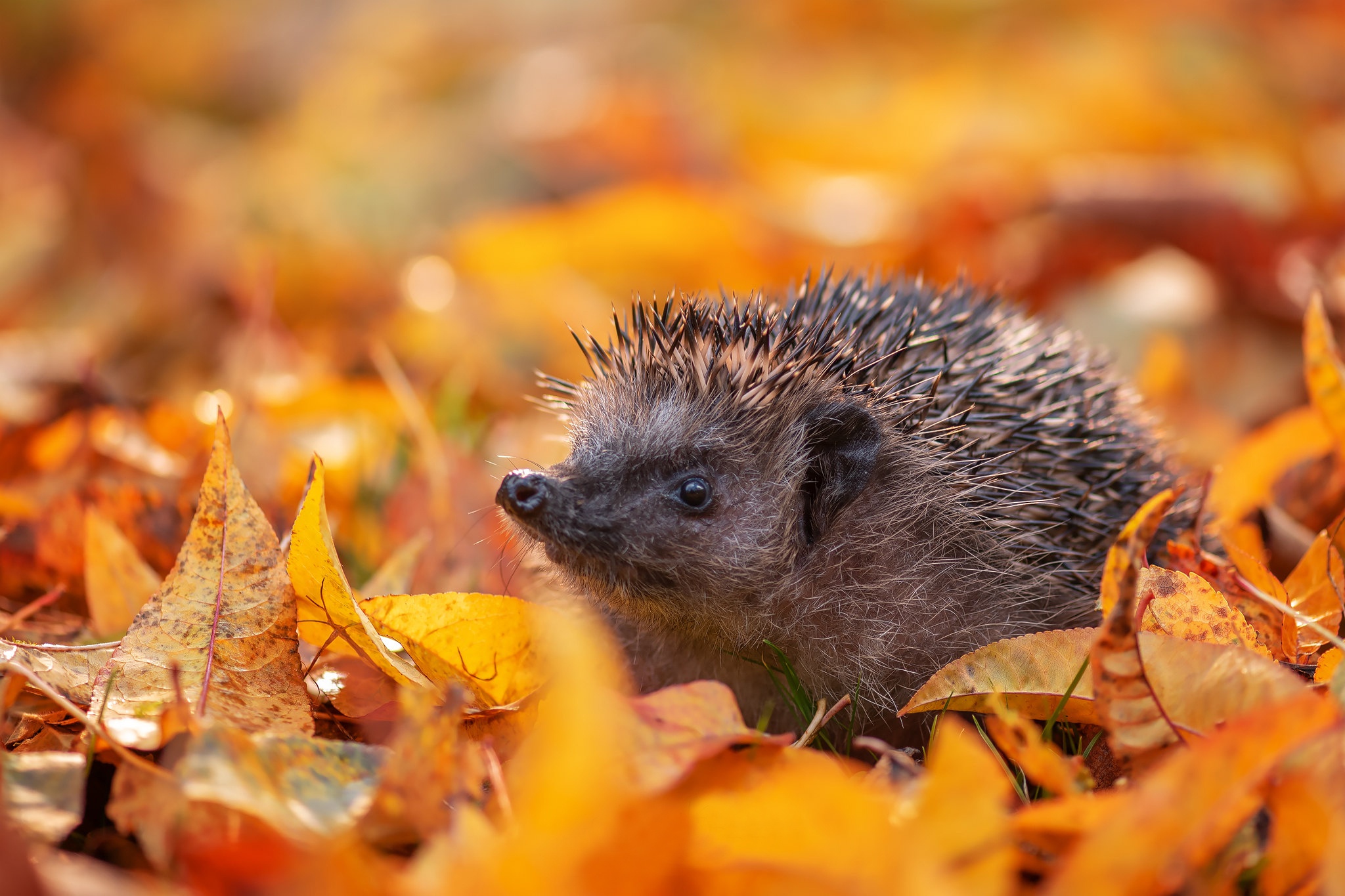 Обои осень, ежик, желтые листья, опавшие листья, autumn, hedgehog, yellow leaves, fallen leaves разрешение 2048x1365 Загрузить