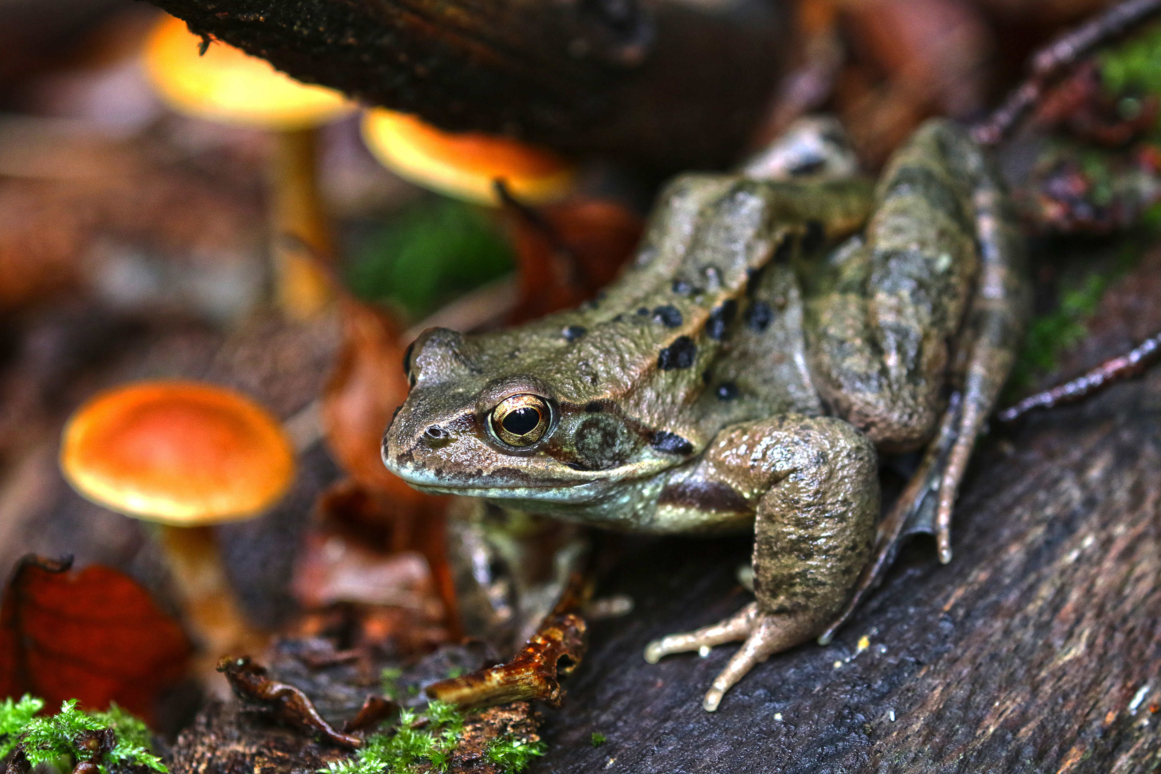 Обои осень, грибы, лягушка, жаба, амфибия, земноводные, autumn, mushrooms, frog, toad, amphibian, amphibians разрешение 3840x2560 Загрузить