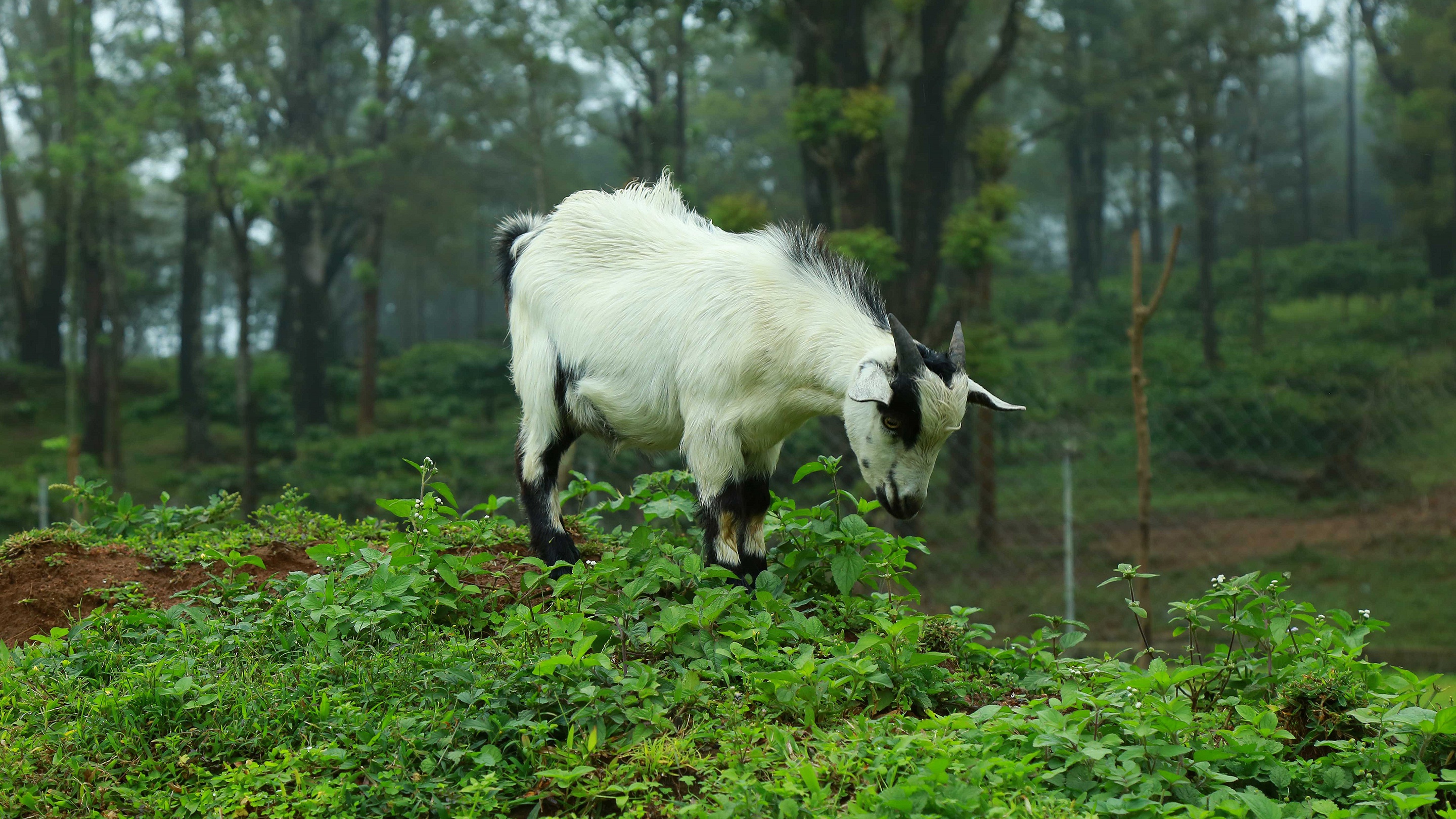 Обои природа, лес, коза, козлик, nature, forest, goat разрешение 2880x1620 Загрузить