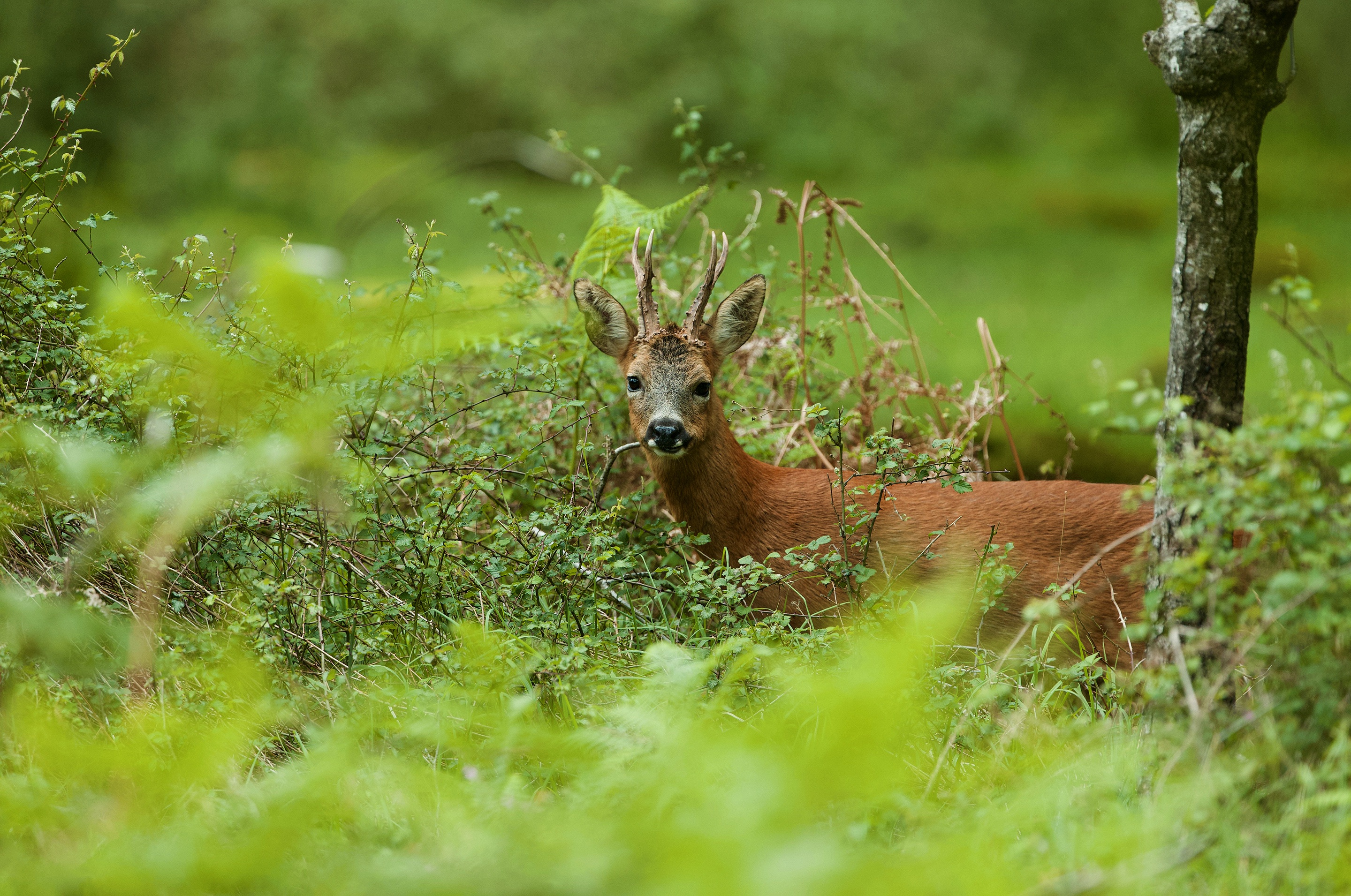 Обои природа, олень, ветки, взгляд, косуля, трапеза, nature, deer, branches, look, roe, meal разрешение 2880x1911 Загрузить