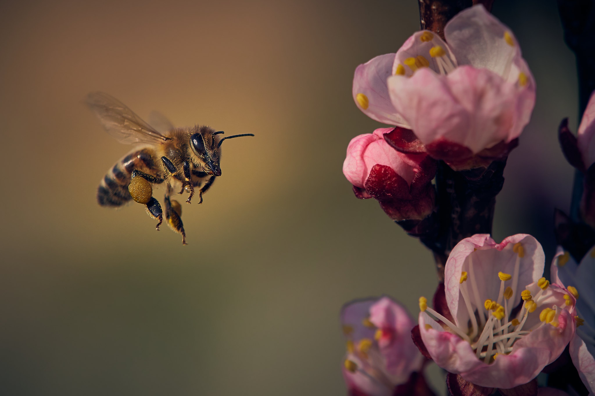 Обои цветы, природа, цветение, насекомое, лепестки, крылья, весна, пчела, flowers, nature, flowering, insect, petals, wings, spring, bee разрешение 2048x1365 Загрузить