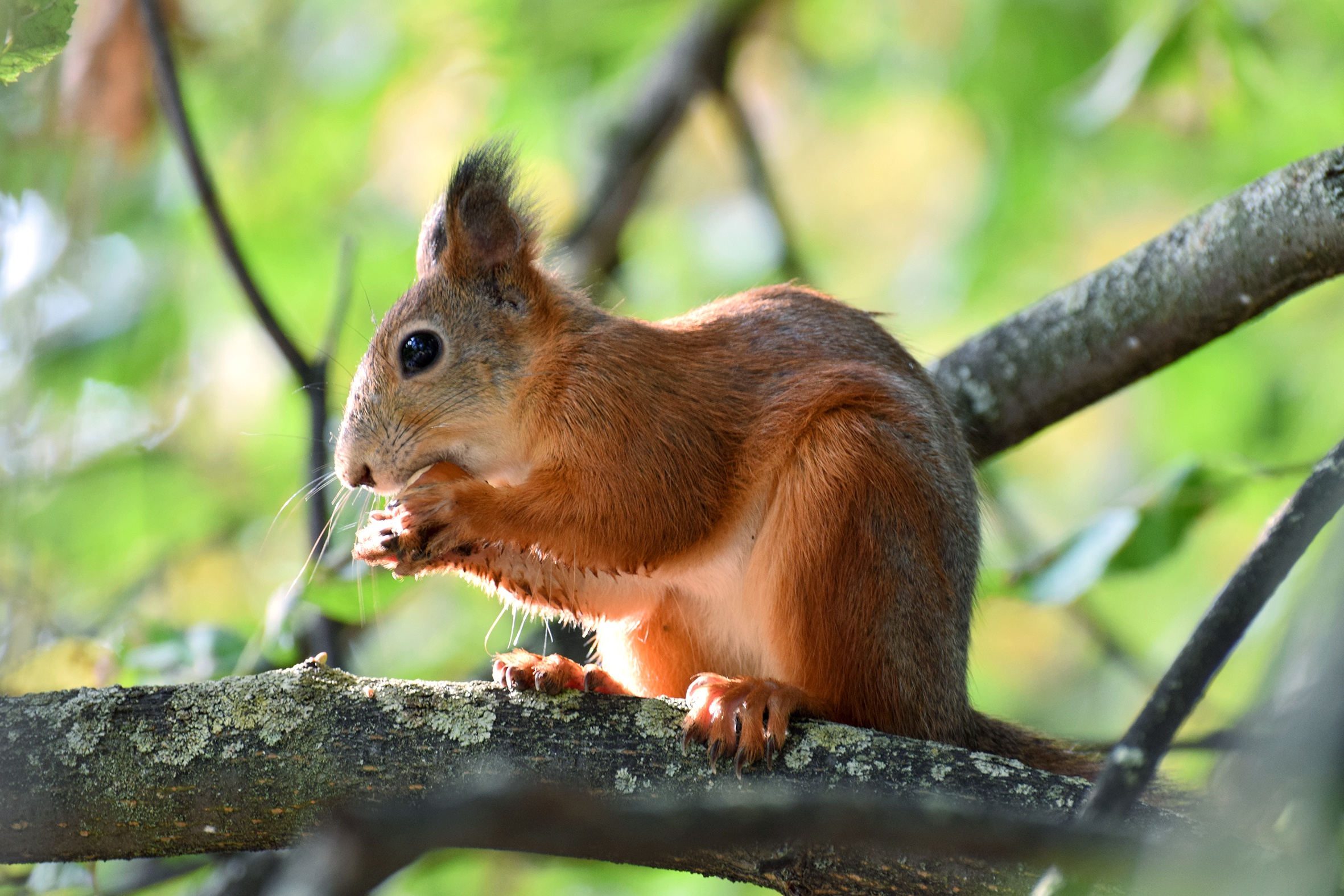 Обои природа, ветки, животное, белка, зверек, орех, грызун, nature, branches, animal, protein, walnut, rodent разрешение 2362x1575 Загрузить