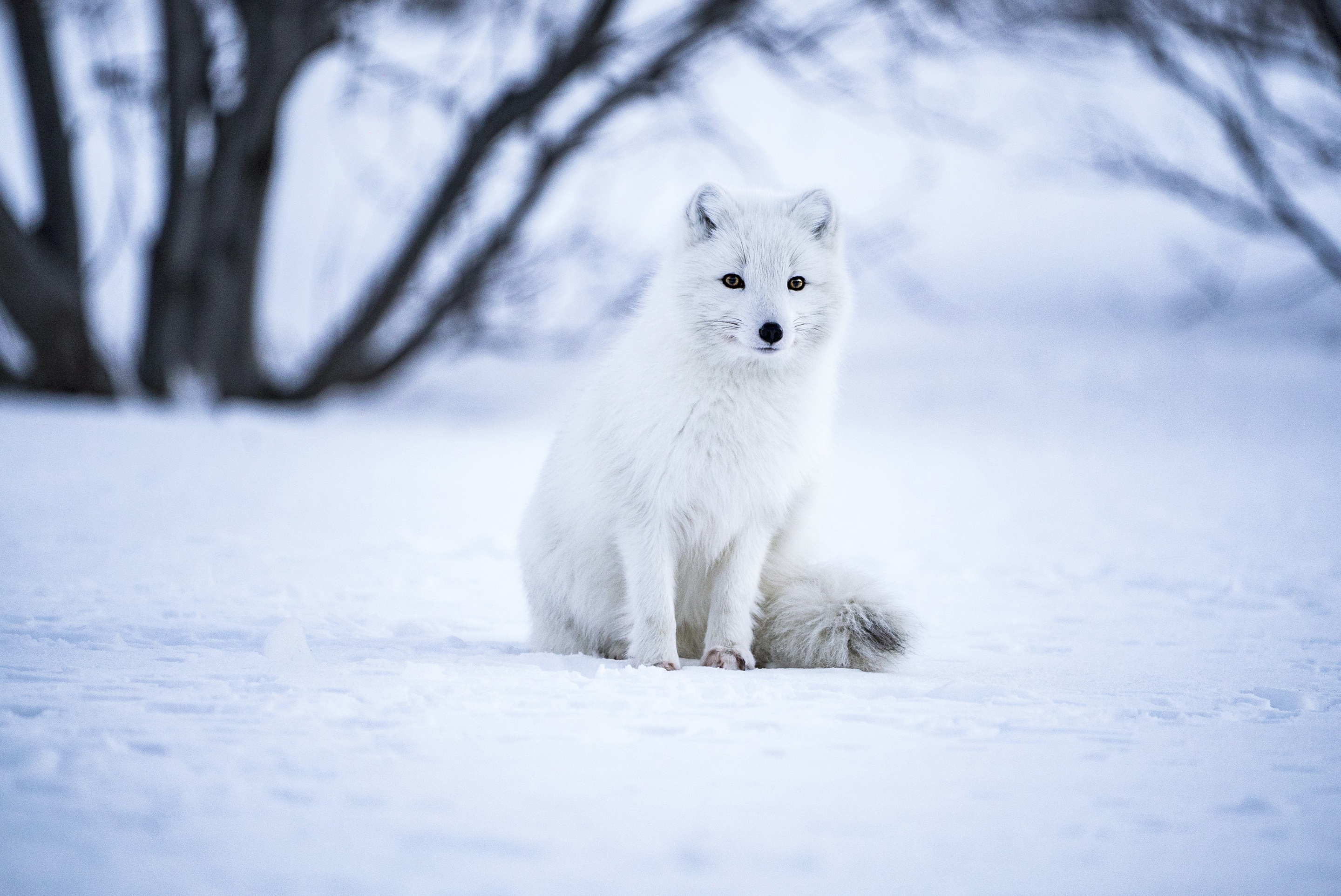 Обои снег, зима, взгляд, сидит, песец, snow, winter, look, sitting, fox разрешение 2880x1924 Загрузить