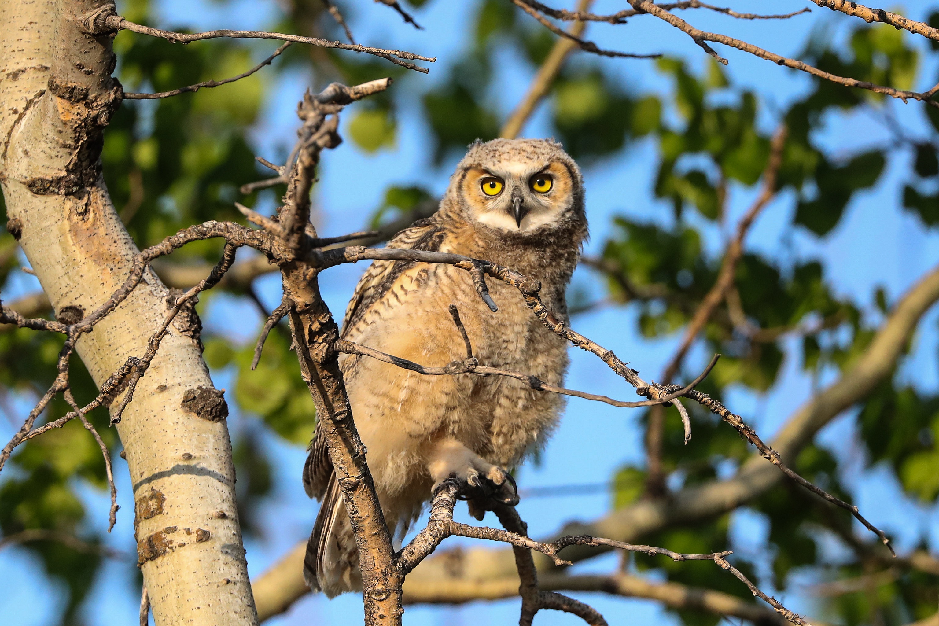 Обои сова, дерево, ветки, листва, взгляд, птица, боке, owl, tree, branches, foliage, look, bird, bokeh разрешение 3072x2048 Загрузить