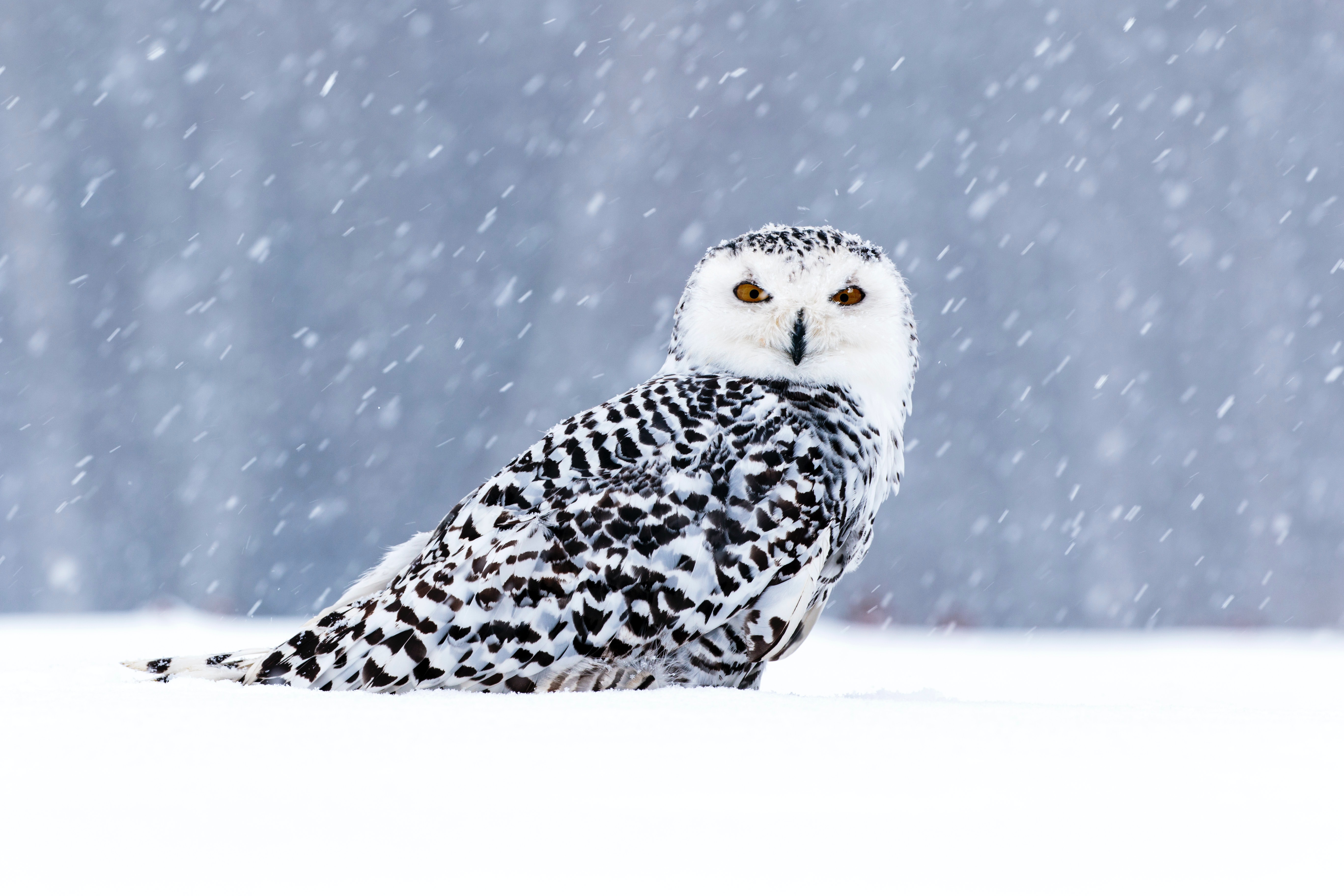 Обои сова, снег, зима, взгляд, птица, боке, снегопад, полярная сова, owl, snow, winter, look, bird, bokeh, snowfall, snowy owl разрешение 5472x3648 Загрузить