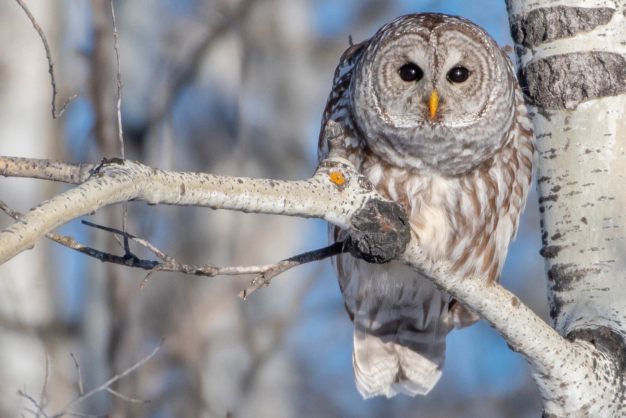 Обои сова, ветка, дерево, птица, береза, боке, пестрая неясыть, owl, branch, tree, bird, birch, bokeh, a barred owl разрешение 2048x1366 Загрузить