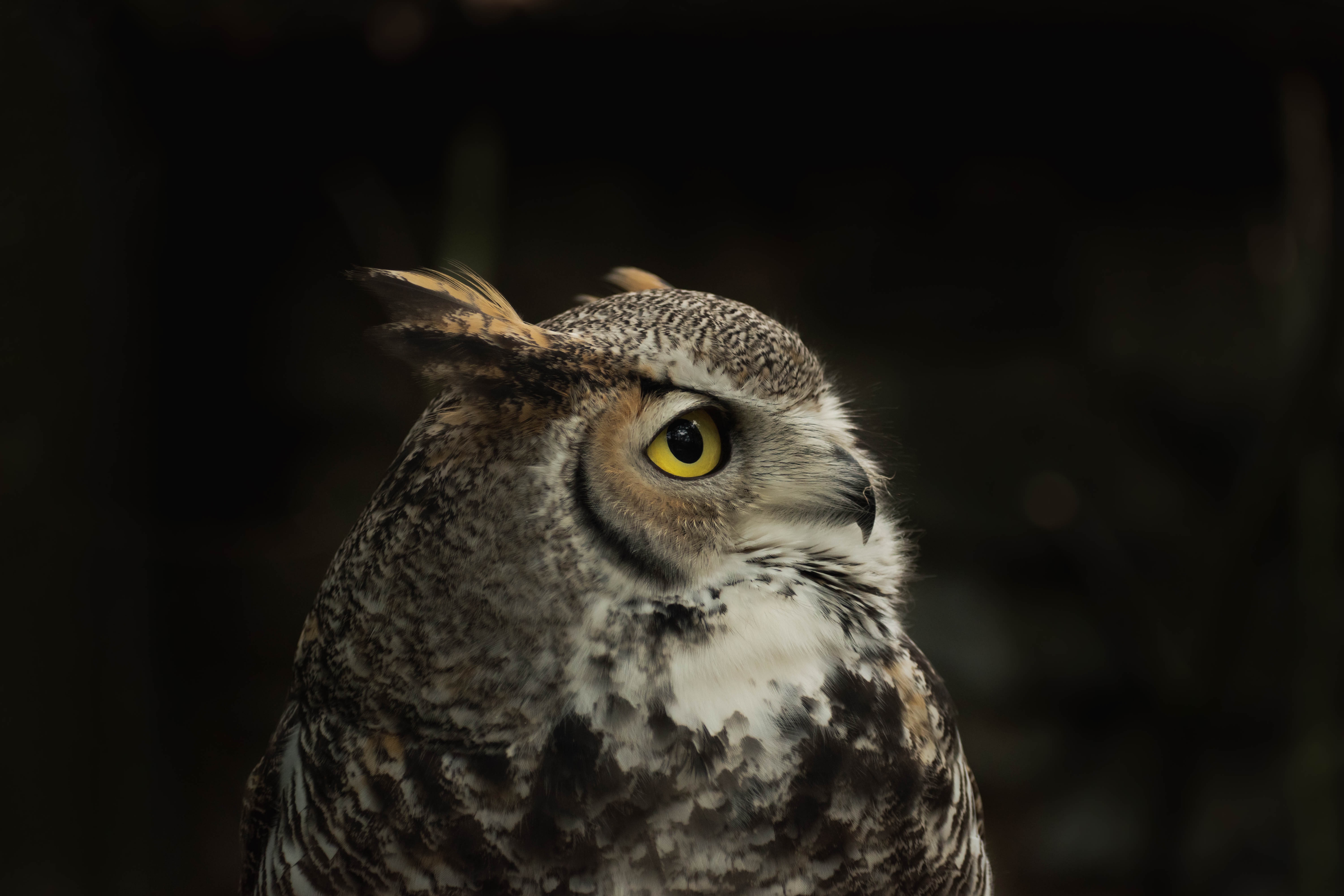 Обои сова, птица, черный фон, филин, owl, bird, black background разрешение 6000x4000 Загрузить