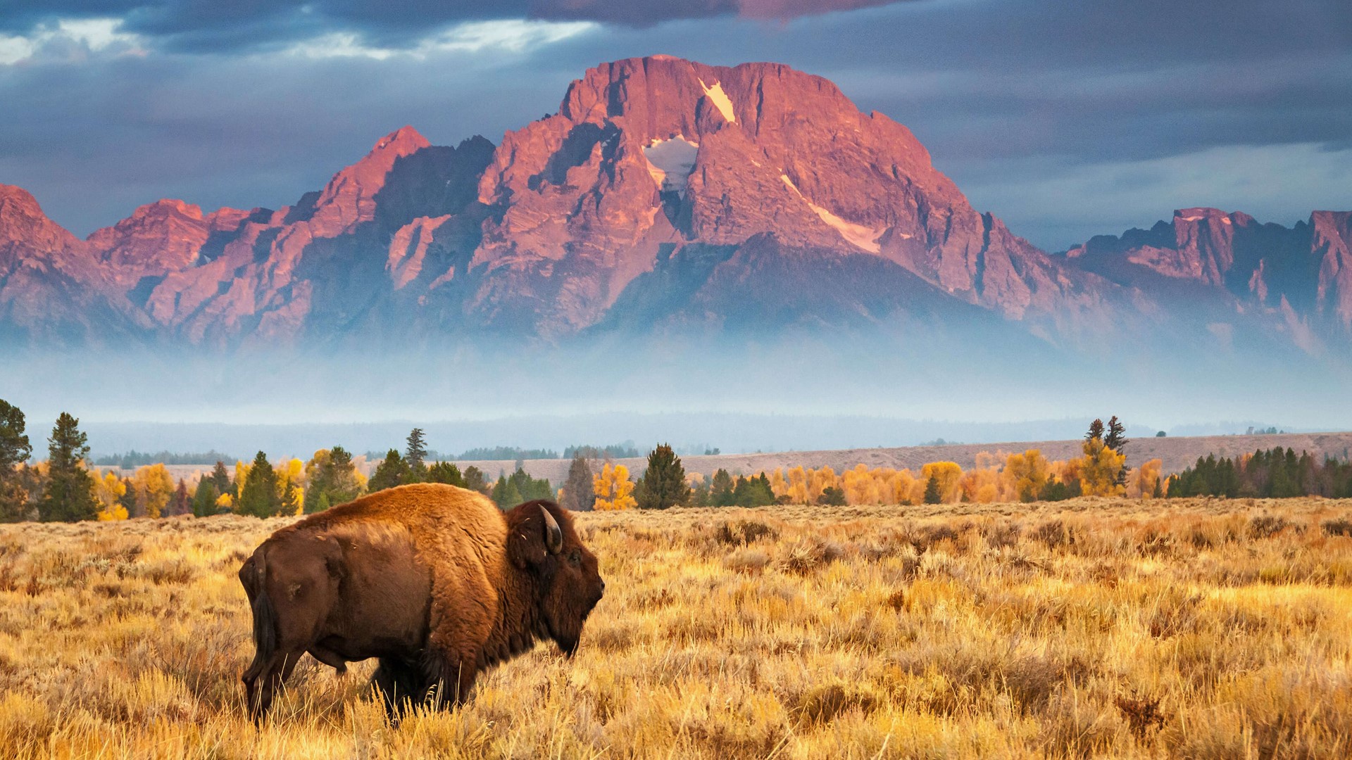 Обои сша, вайоминг, гранд -титон национальный парк, бизон, usa, wyoming, grand teton national park, buffalo разрешение 1920x1080 Загрузить