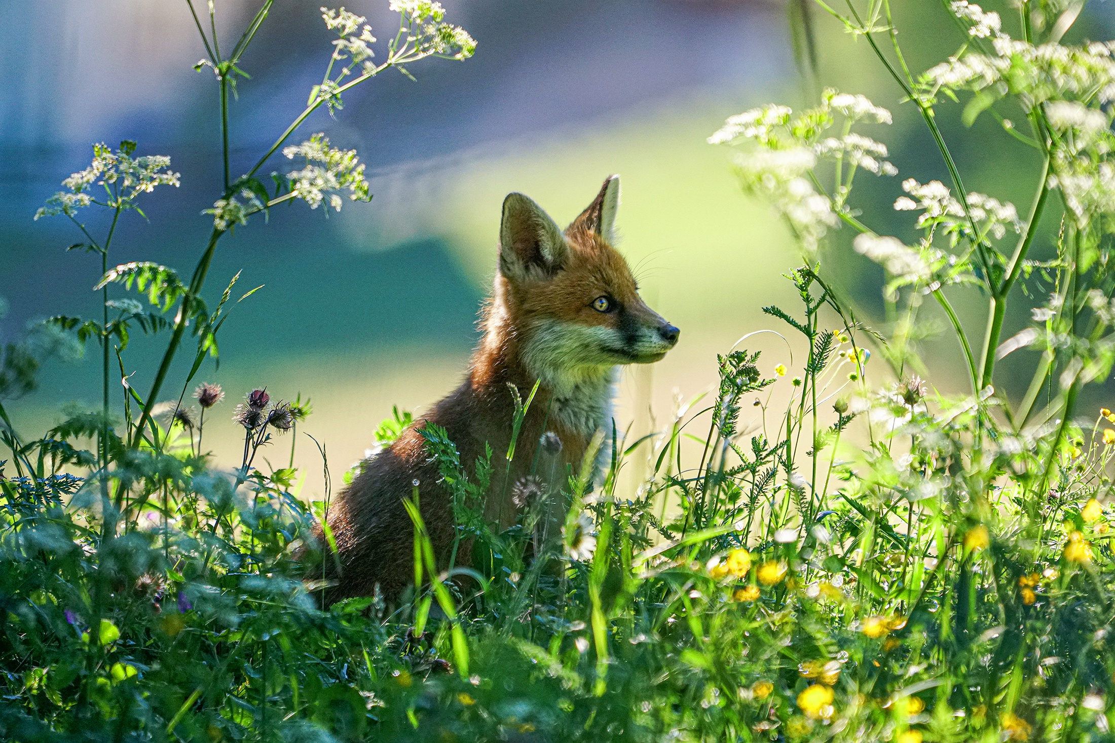 Обои свет, растения, взгляд, лиса, лисенок, light, plants, look, fox разрешение 2200x1467 Загрузить