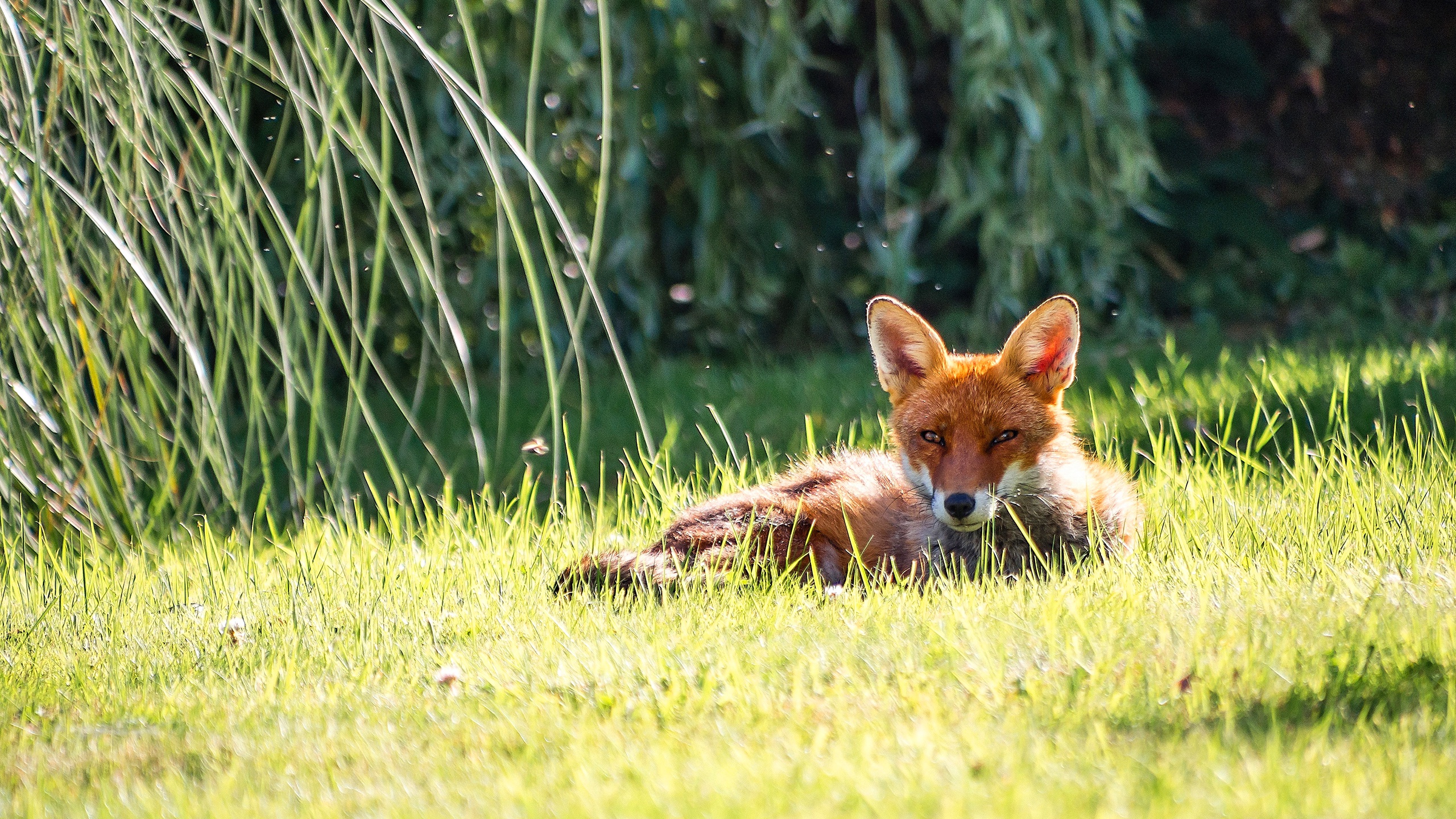 Обои свет, трава, природа, ветки, взгляд, лежит, лиса, боке, light, grass, nature, branches, look, lies, fox, bokeh разрешение 2560x1440 Загрузить