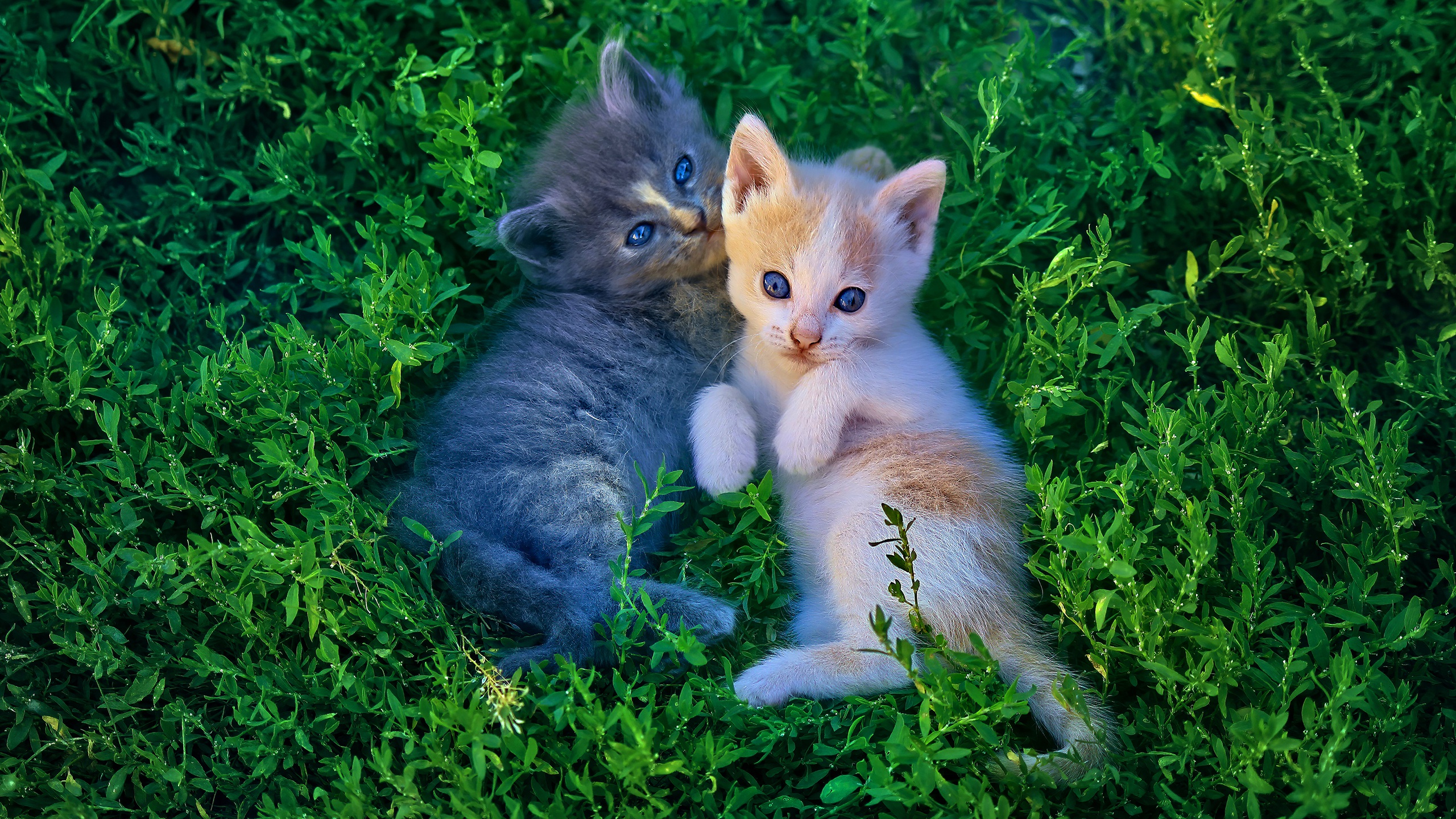 Обои рыжий, свет, лежат, трава, лапки, зелень, взгляд, котенок, серый, кошки, котята, red, light, lie, grass, legs, greens, look, kitty, grey, cats, kittens разрешение 2560x1440 Загрузить
