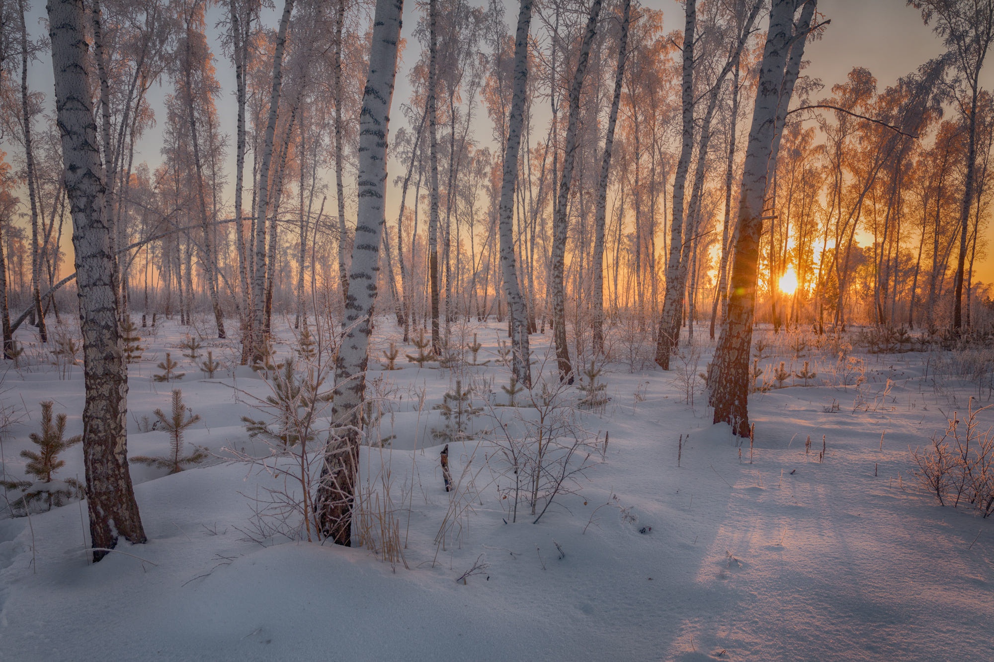 Обои свет, пейзаж, вечер, стволы, солнце, снег, природа, лес, закат, зима, light, landscape, the evening, trunks, the sun, snow, nature, forest, sunset, winter разрешение 2000x1333 Загрузить