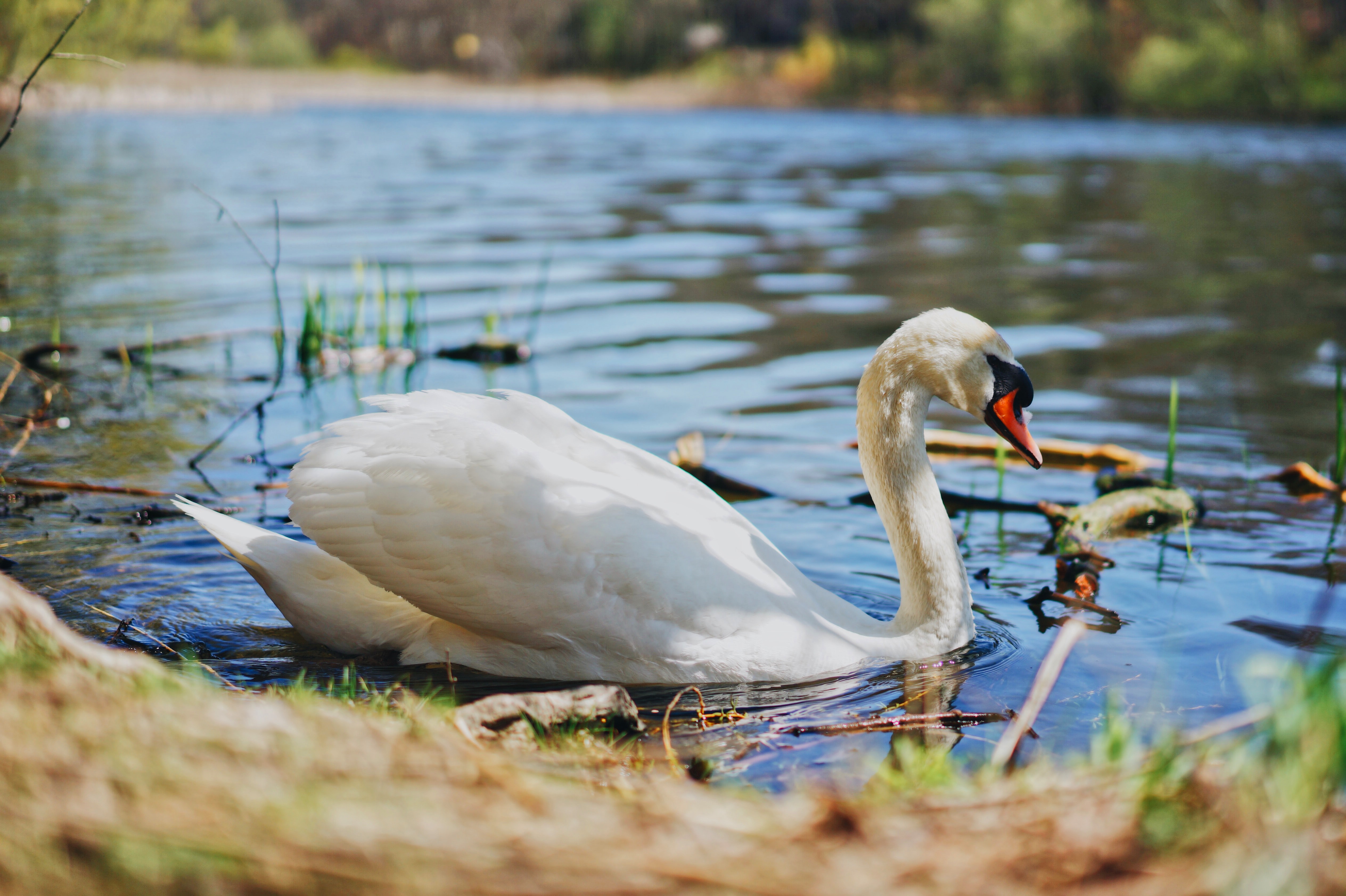 Обои свет, вода, берег, белый, водоем, птица, пруд, лебедь, light, water, shore, white, pond, bird, swan разрешение 5056x3366 Загрузить