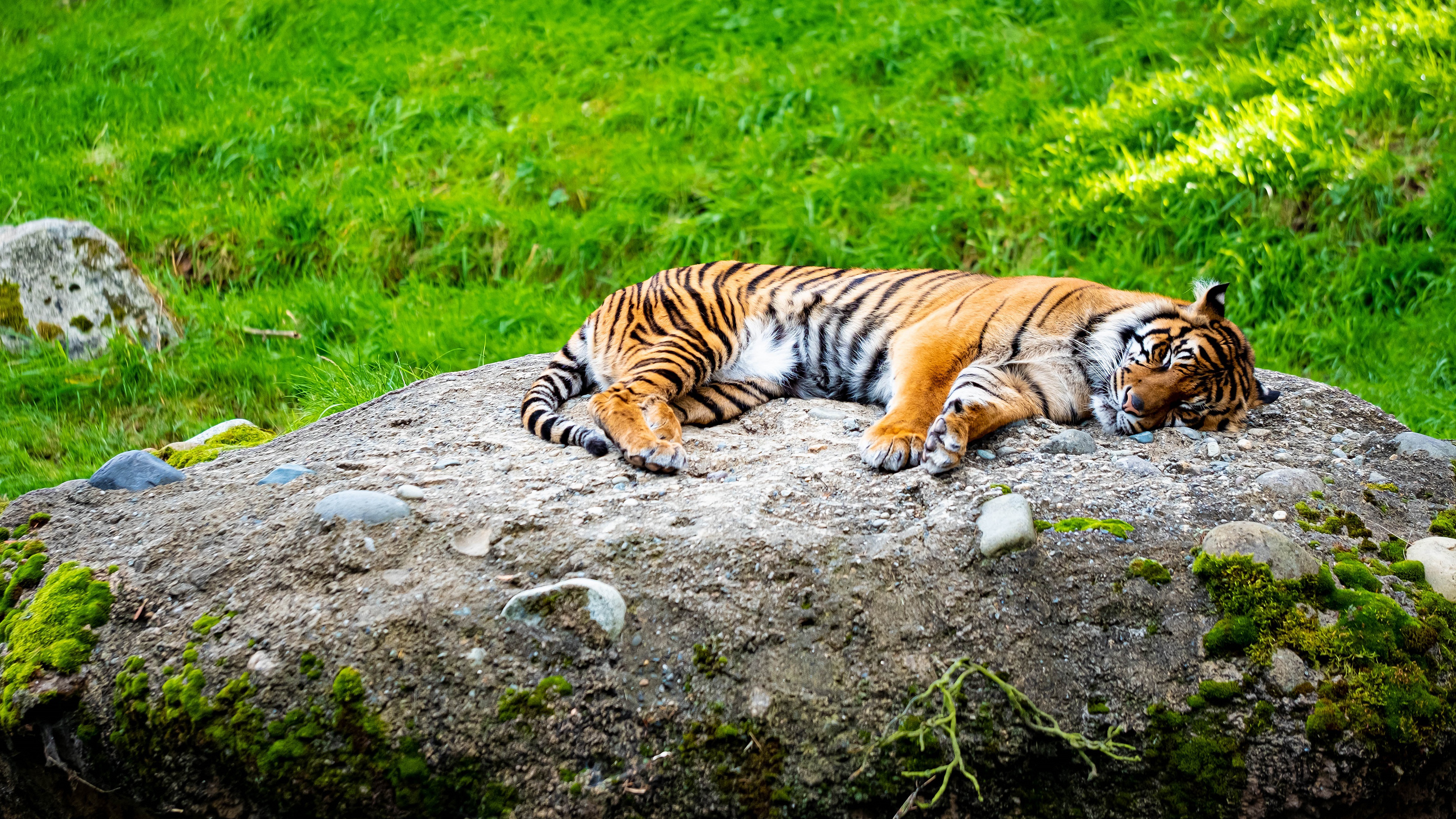 Обои тигр, лежит, камень, tiger, lies, stone разрешение 3840x2160 Загрузить