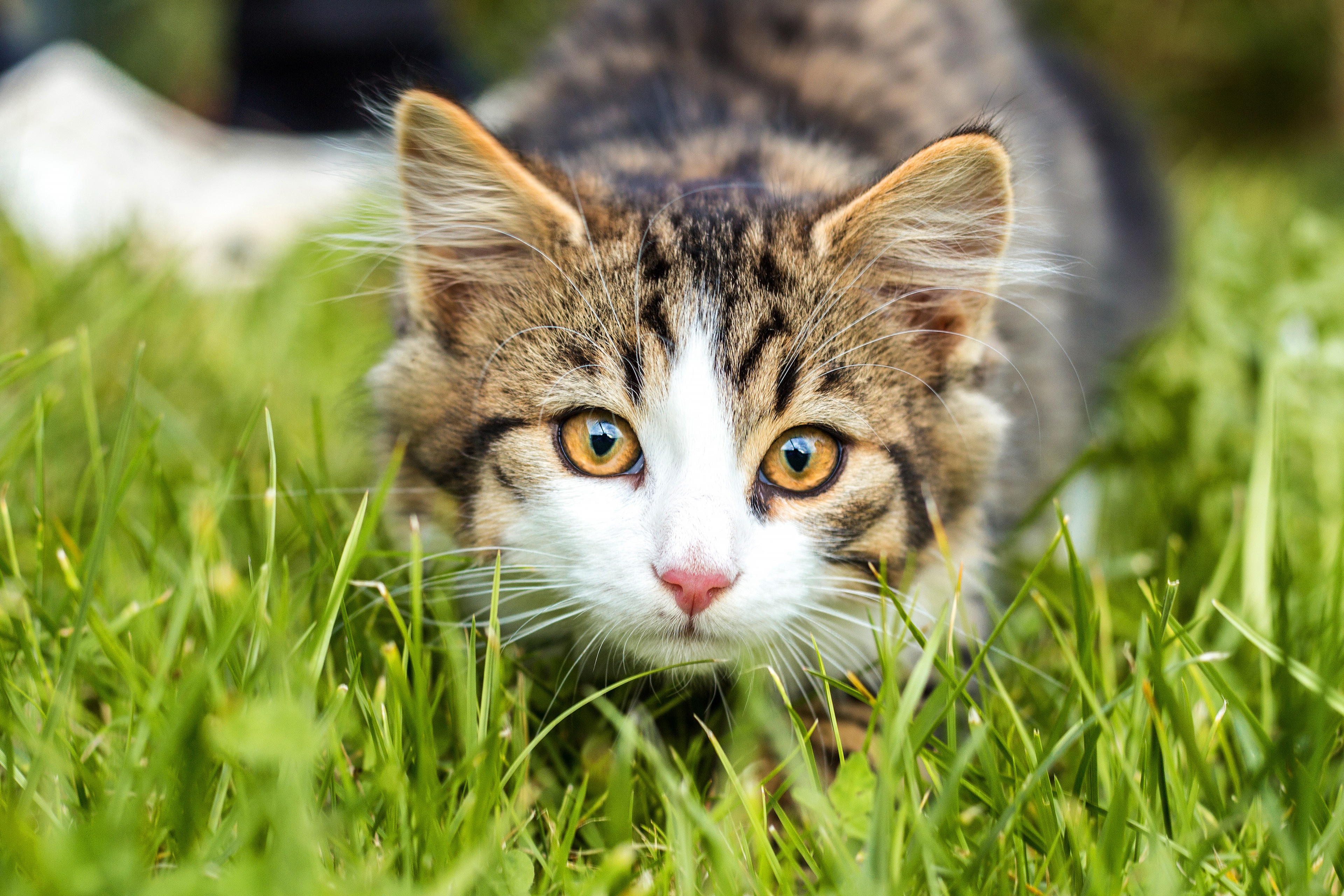 Обои трава, кошка, взгляд, котенок, мордашка, полосатый, боке, grass, cat, look, kitty, face, striped, bokeh разрешение 3840x2560 Загрузить