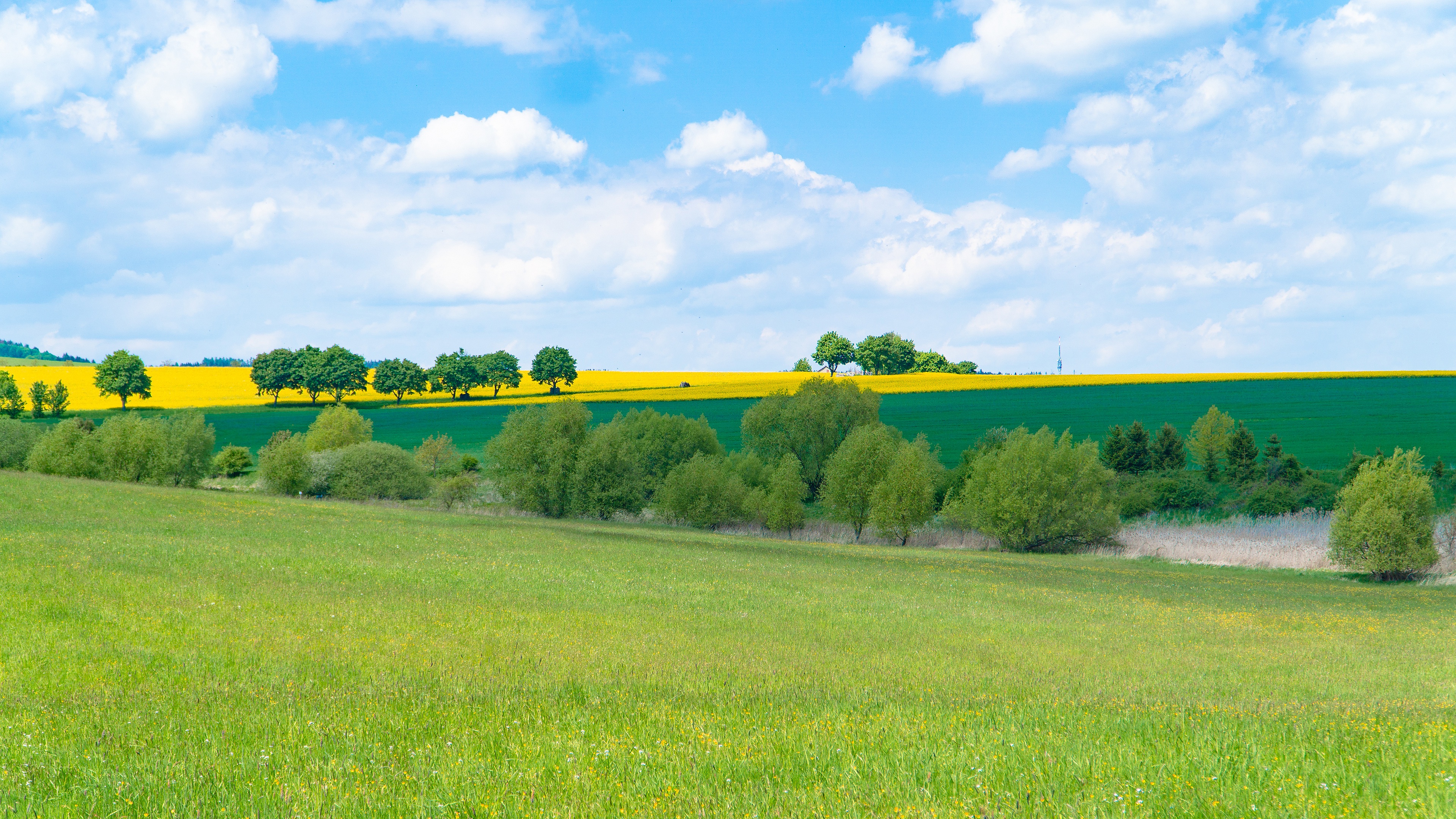 Обои трава, облака, деревья, поля, поле, кусты, лето, луг, grass, clouds, trees, field, the bushes, summer, meadow разрешение 3840x2160 Загрузить