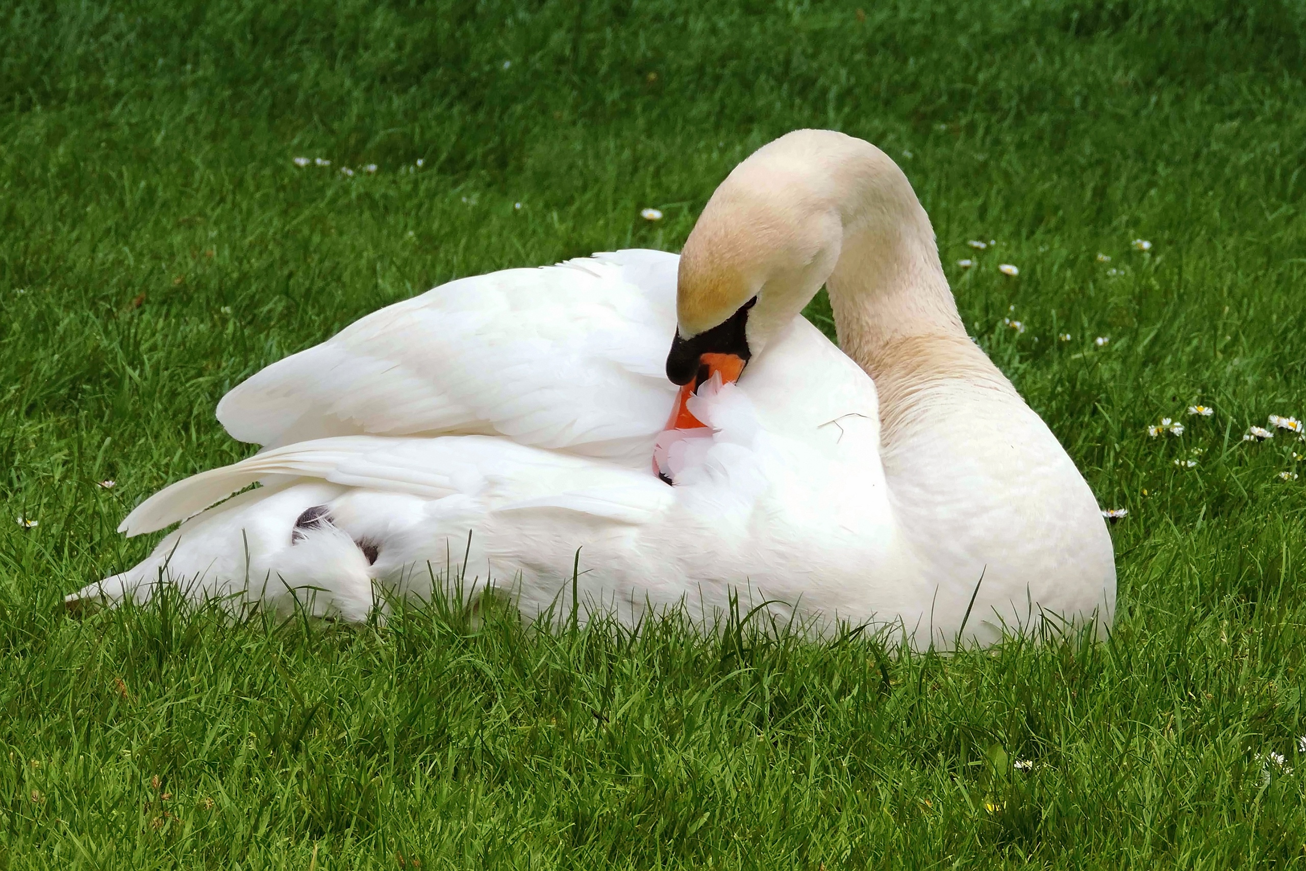 Обои трава, лебедь, природа, белый, лежит, поляна, птица, клюв, перья, grass, swan, nature, white, lies, glade, bird, beak, feathers разрешение 2560x1707 Загрузить