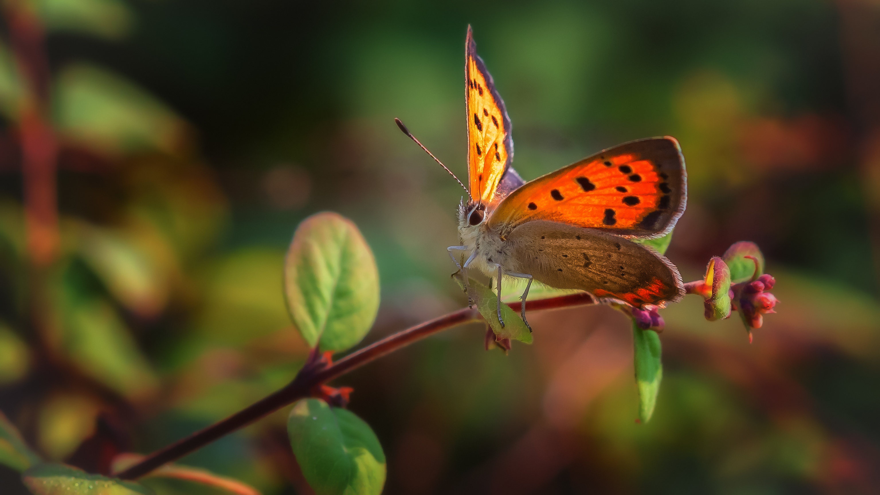 Обои ветка, природа, макро, насекомое, бабочка, branch, nature, macro, insect, butterfly разрешение 3071x1728 Загрузить