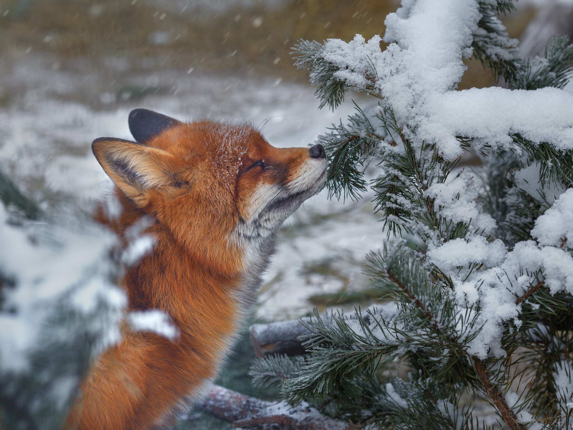 Обои ветка, снег, природа, хвоя, зима, лиса, лисица, животное, branch, snow, nature, needles, winter, fox, animal разрешение 2350x1763 Загрузить